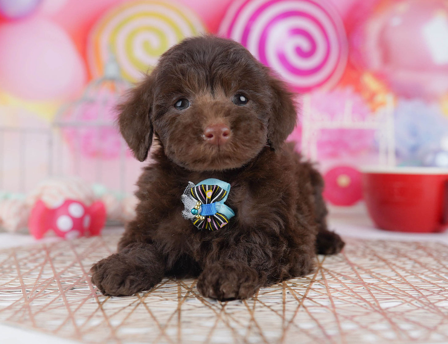 トイ・プードル | 女の子 | ブラウン | 2025年10月22日