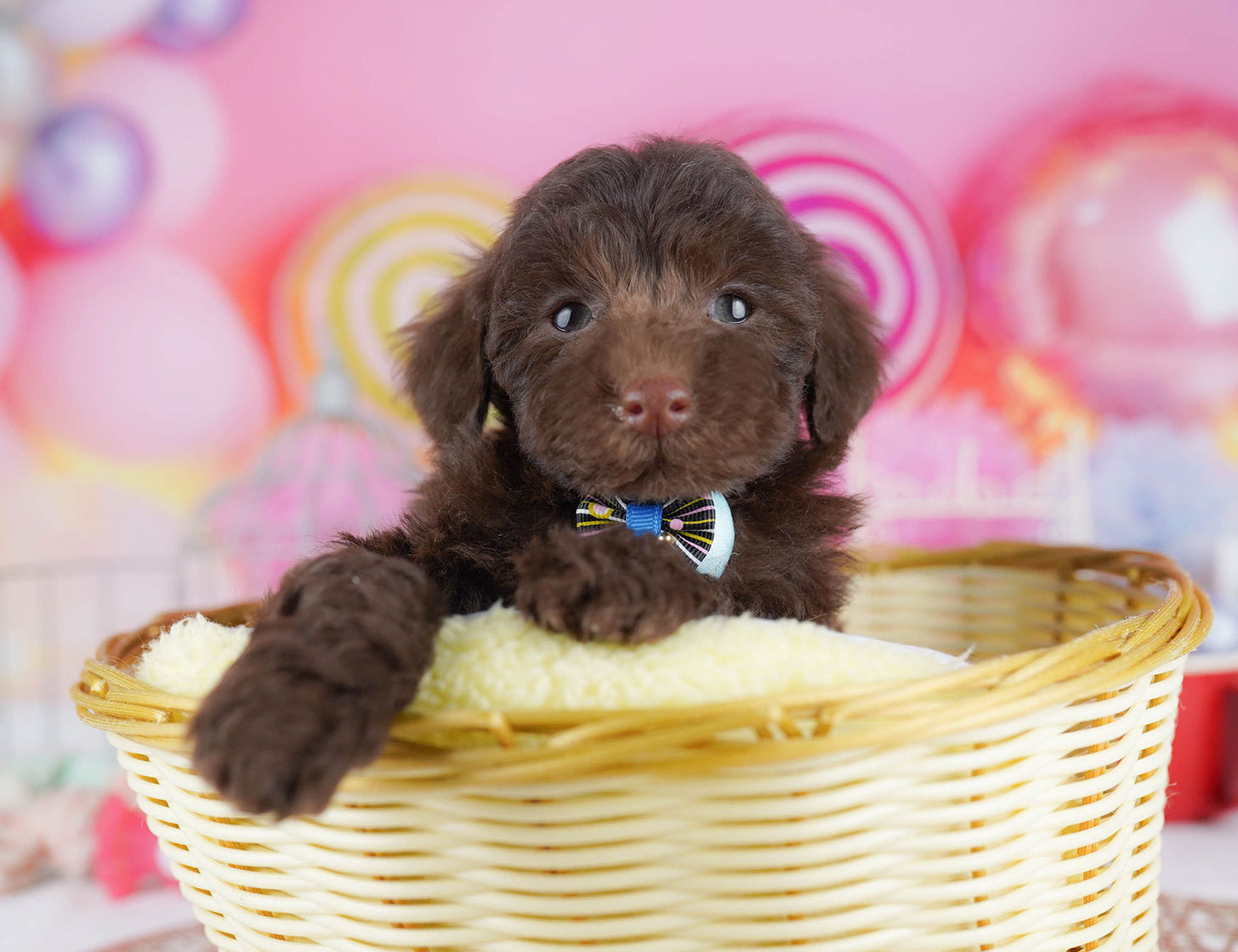 トイ・プードル | 女の子 | ブラウン | 2025年10月22日