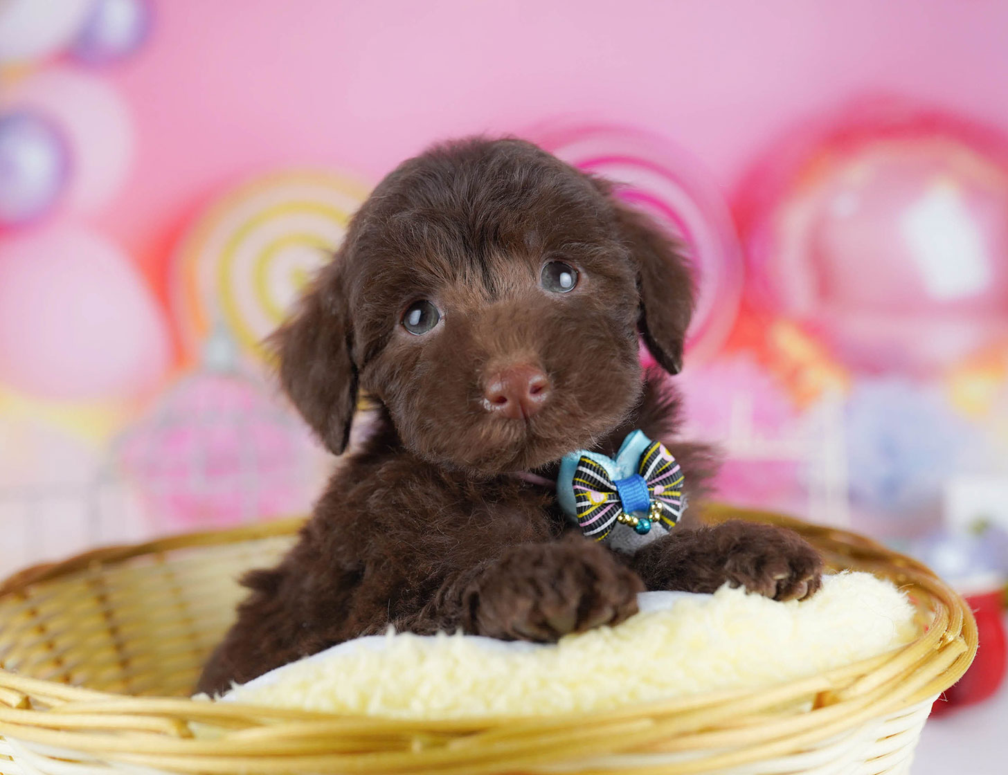 トイ・プードル | 女の子 | ブラウン | 2025年10月22日