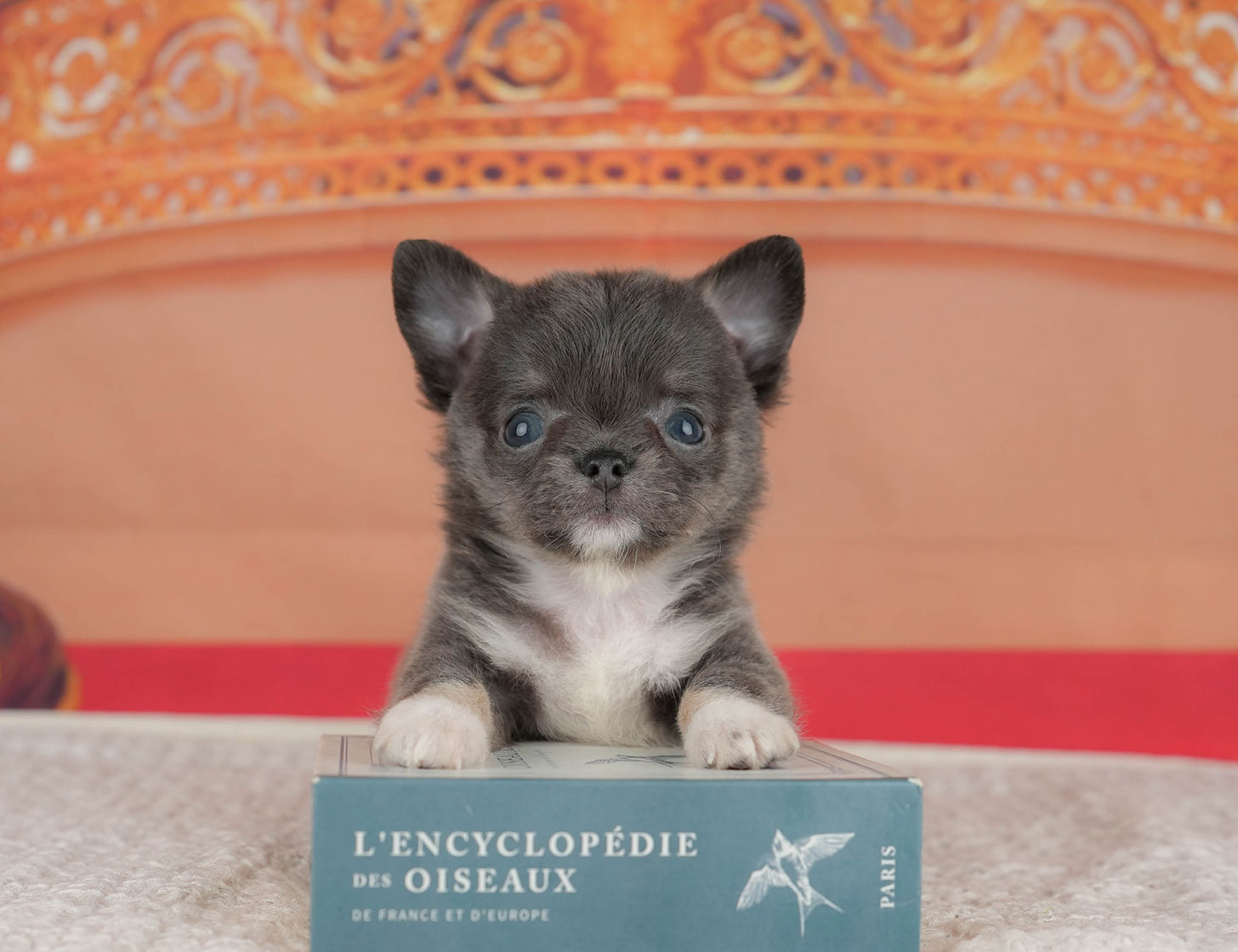 チワワ(ロング) | 女の子 | ブルータン&ホワイト | 2025年8月11日