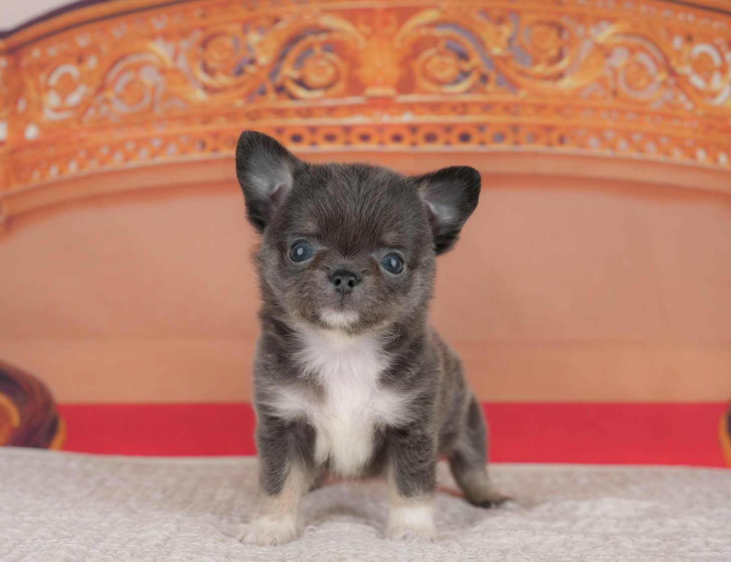 チワワ(ロング) | 女の子 | ブルータン＆ホワイト | 2025年8月11日