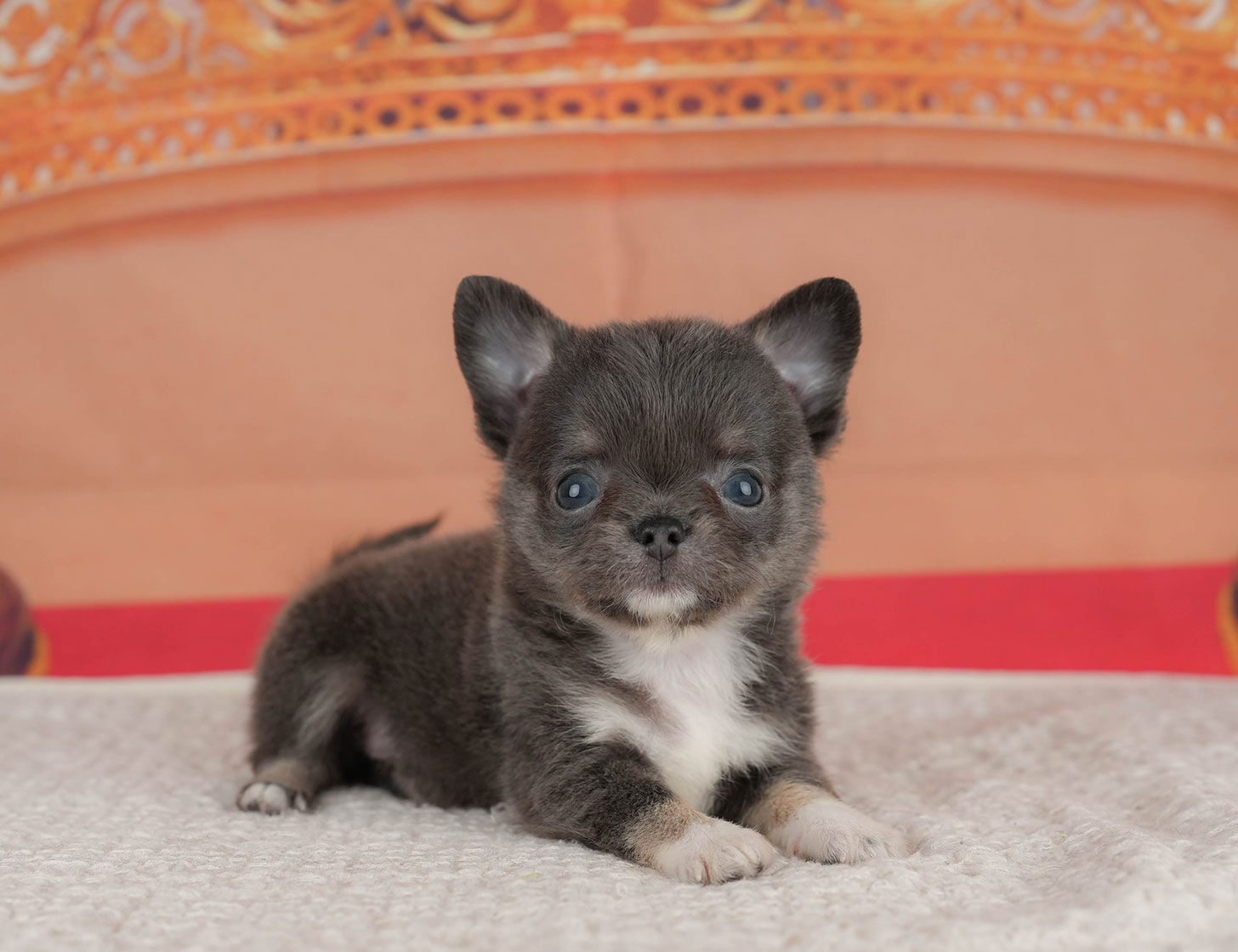 チワワ(ロング) | 女の子 | ブルータン＆ホワイト | 2025年8月11日