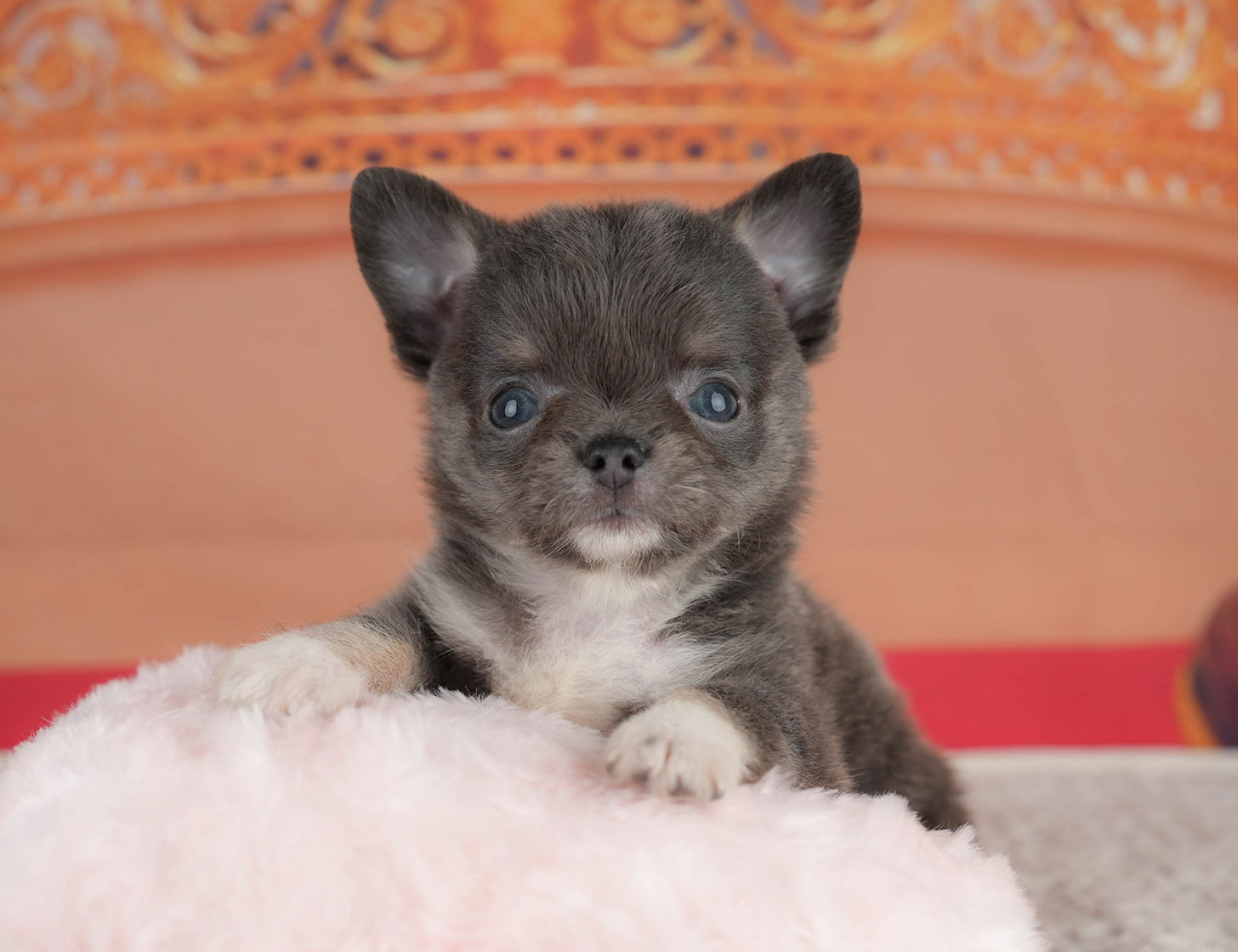 チワワ(ロング) | 女の子 | ブルータン＆ホワイト | 2025年8月11日