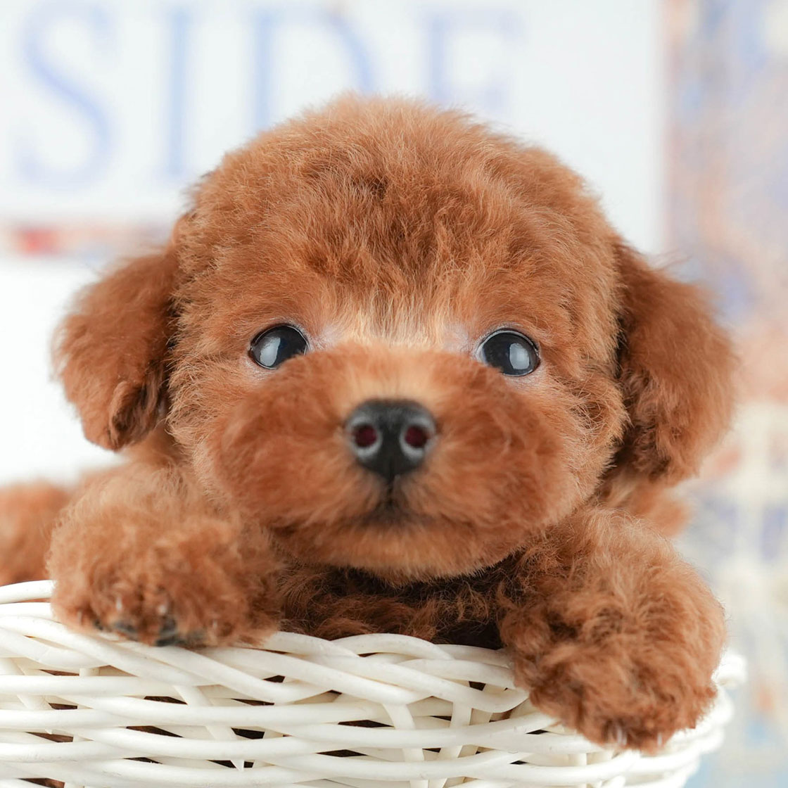 トイ・プードル | 男の子 | レッド | 2025年9月10日