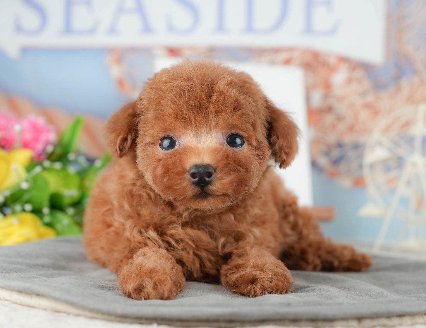 トイ・プードル | 男の子 | レッド | 2025年9月10日