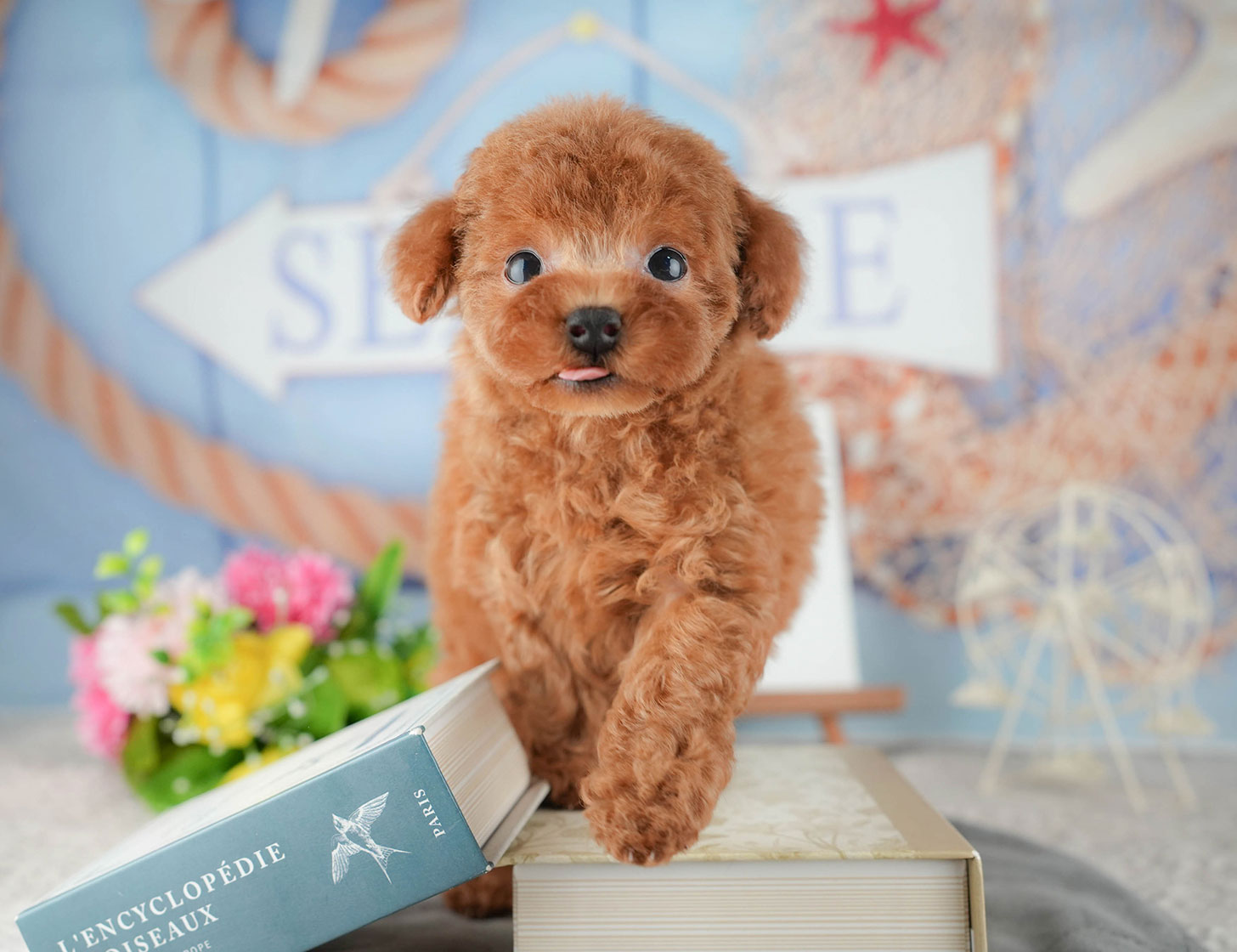 トイ・プードル | 男の子 | レッド | 2025年9月10日