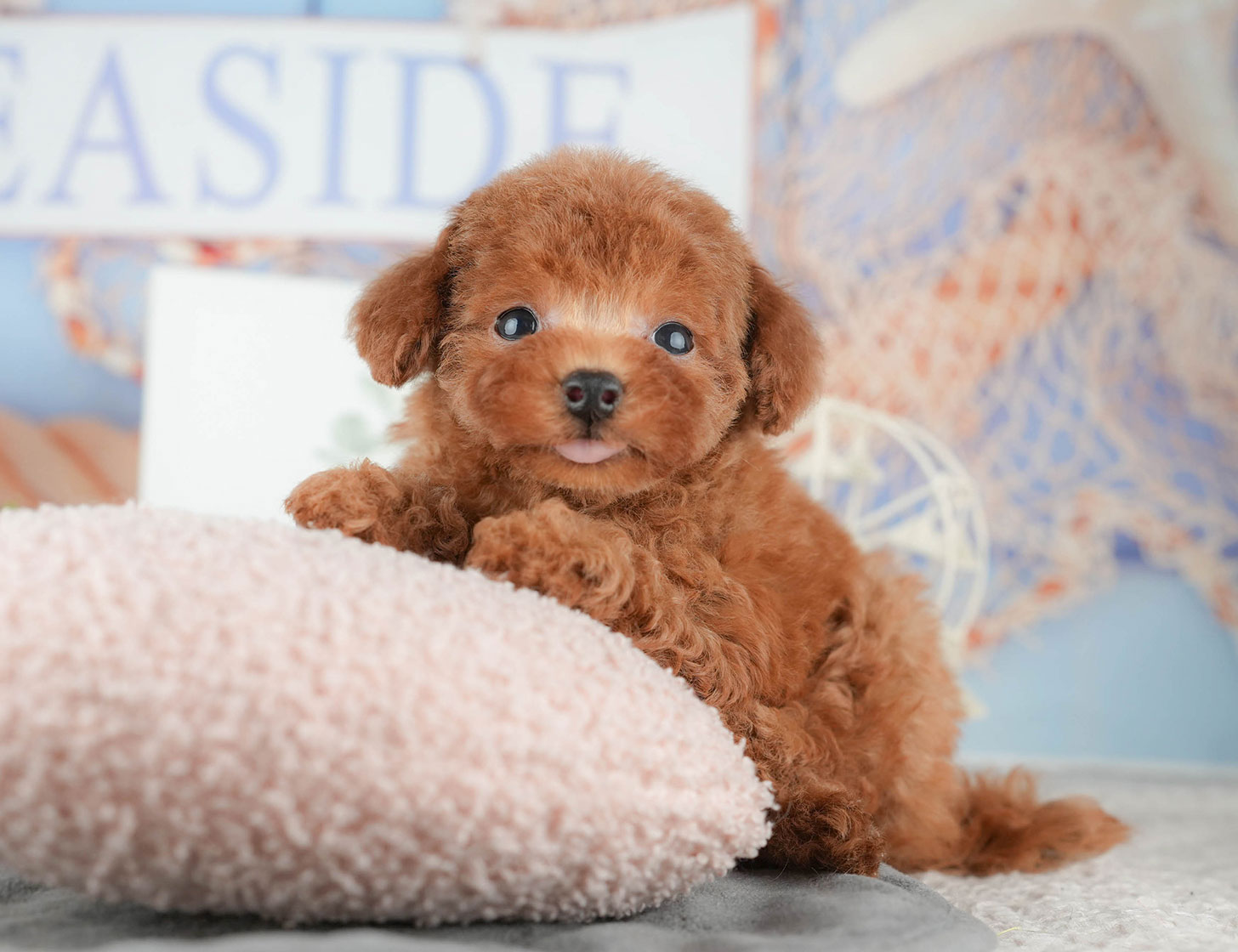 トイ・プードル | 男の子 | レッド | 2025年9月10日