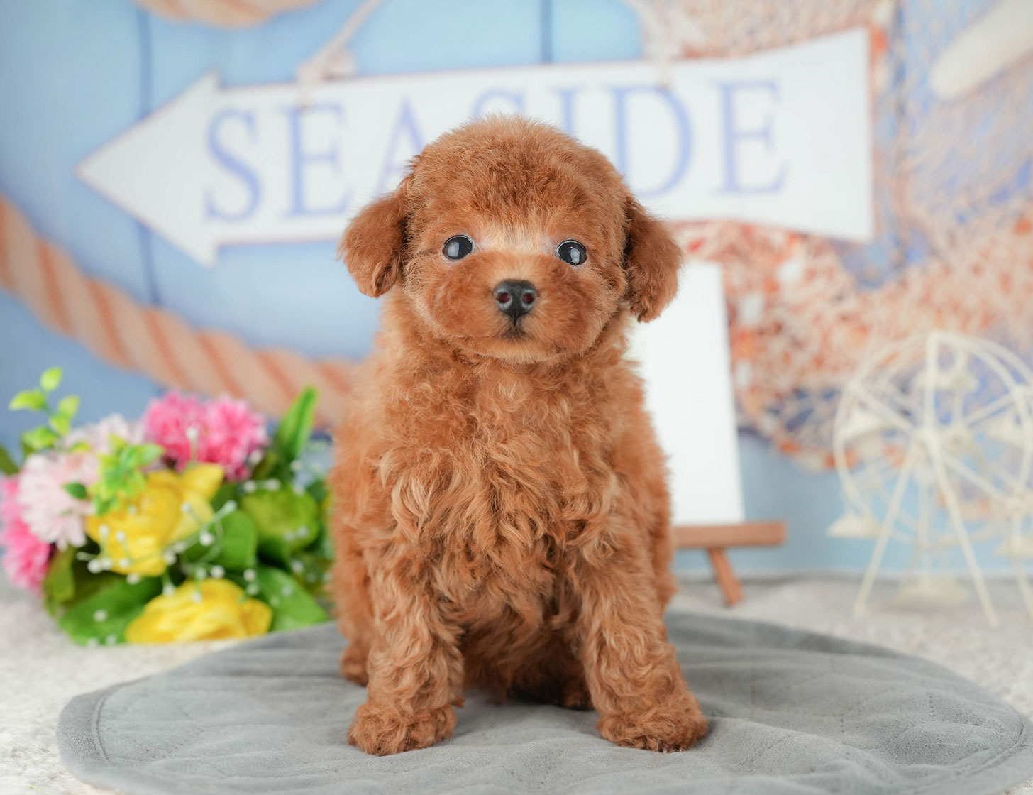 トイ・プードル | 男の子 | レッド | 2025年9月10日