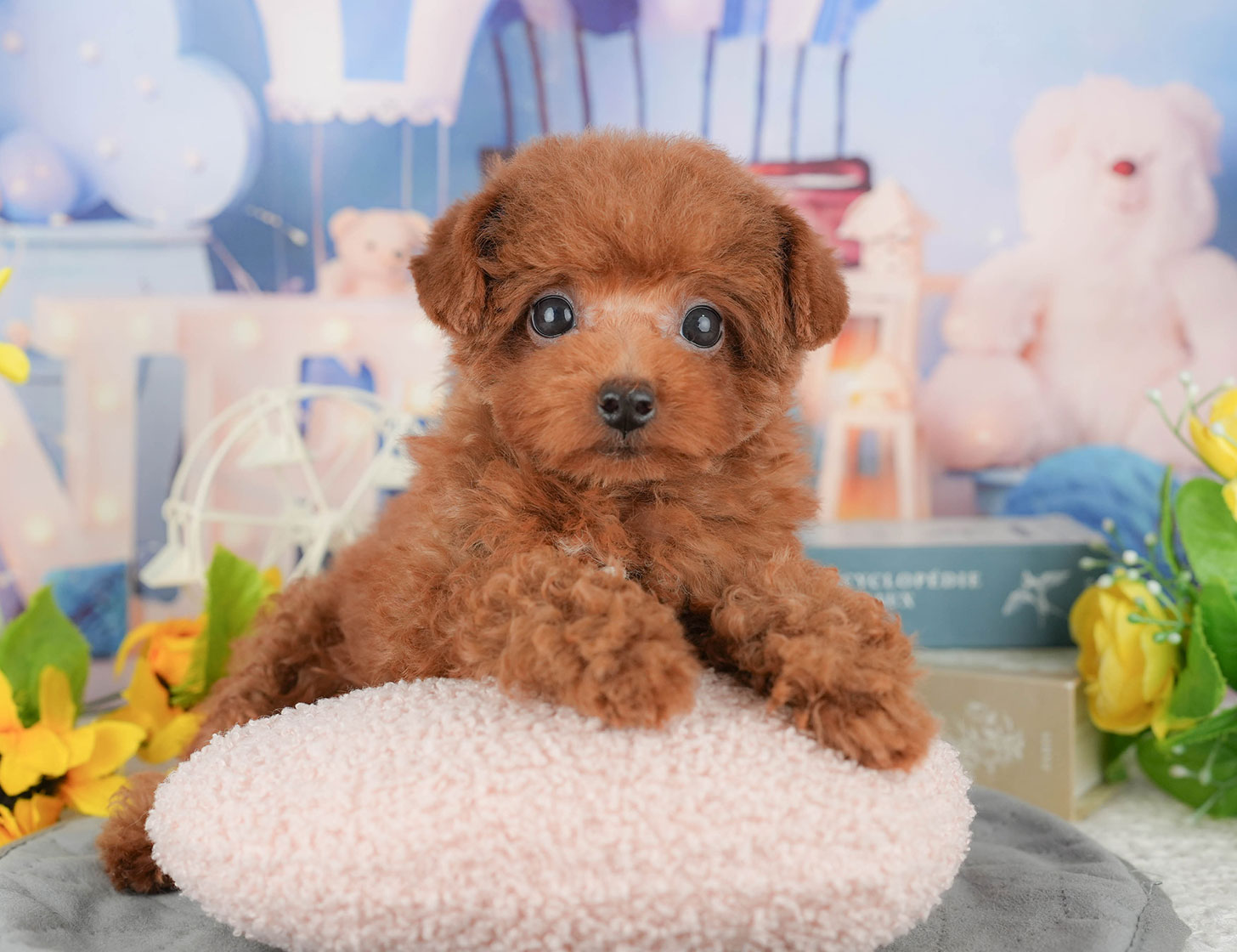 トイ・プードル | 男の子 | レッド | 2025年9月12日