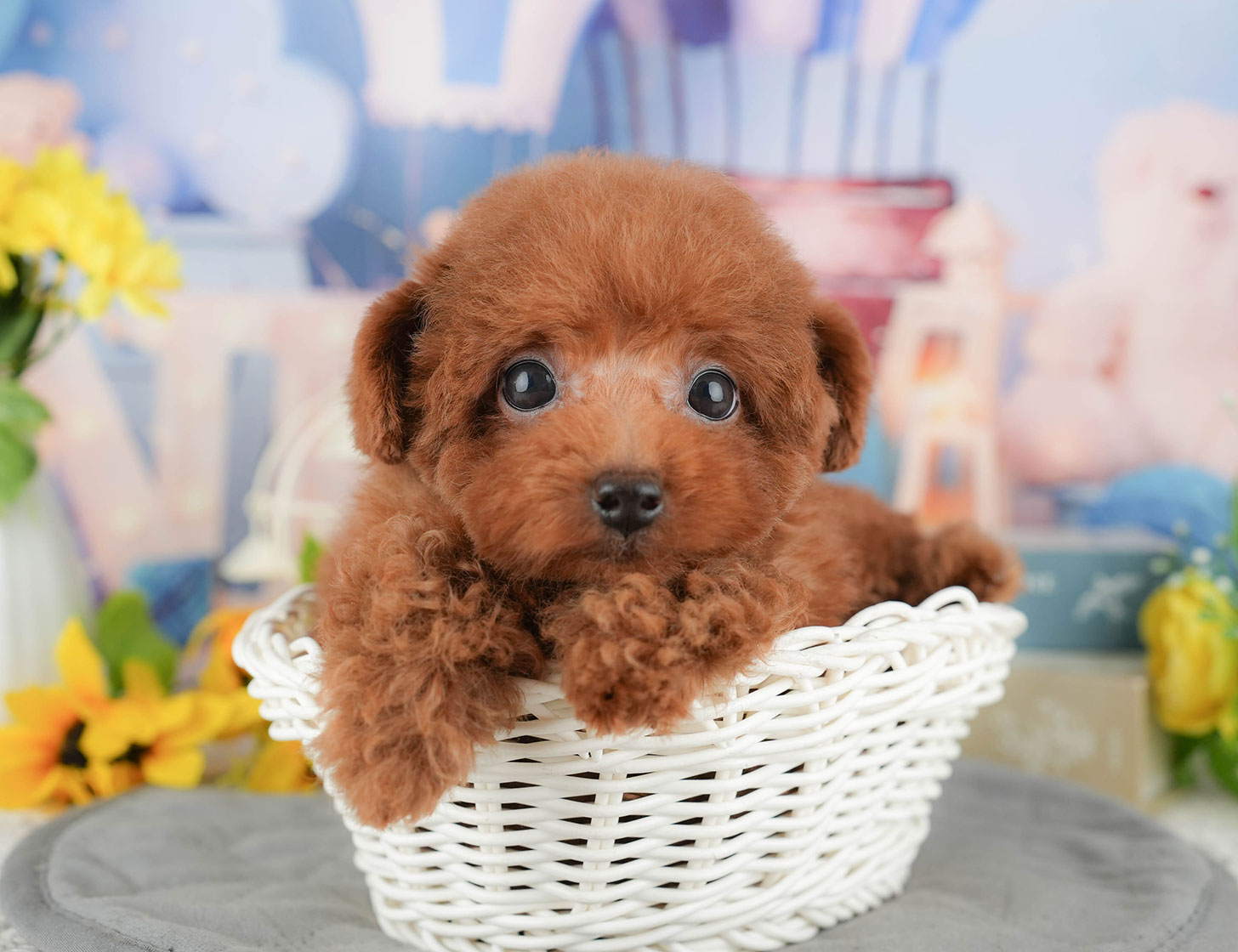 トイ・プードル | 男の子 | レッド | 2025年9月12日