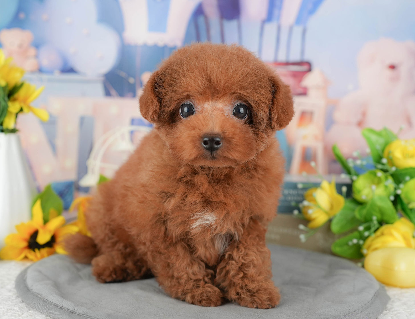 トイ・プードル | 男の子 | レッド | 2025年9月12日