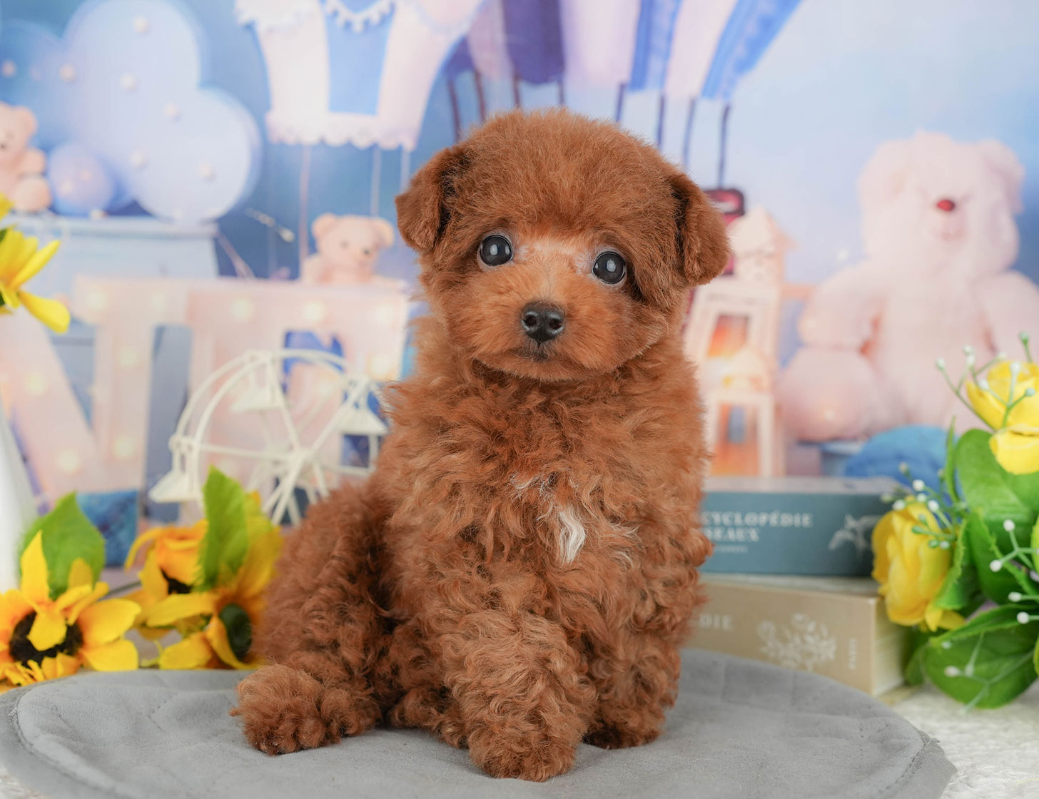 トイ・プードル | 男の子 | レッド | 2025年9月12日