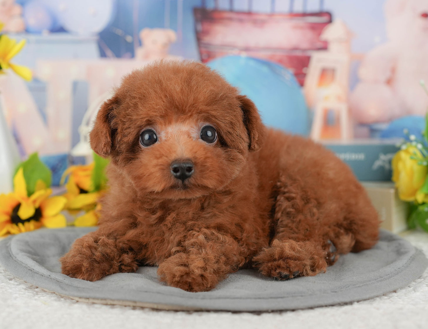 トイ・プードル | 男の子 | レッド | 2025年9月12日