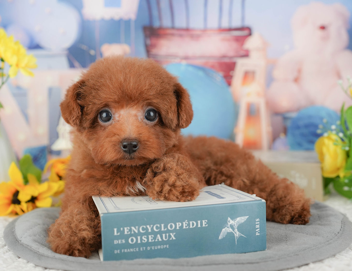 トイ・プードル | 男の子 | レッド | 2025年9月12日