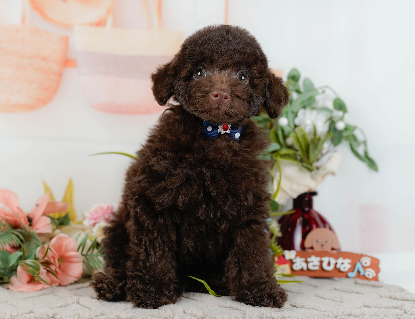 トイ・プードル | 男の子 | ブラウン | 2025年9月27日