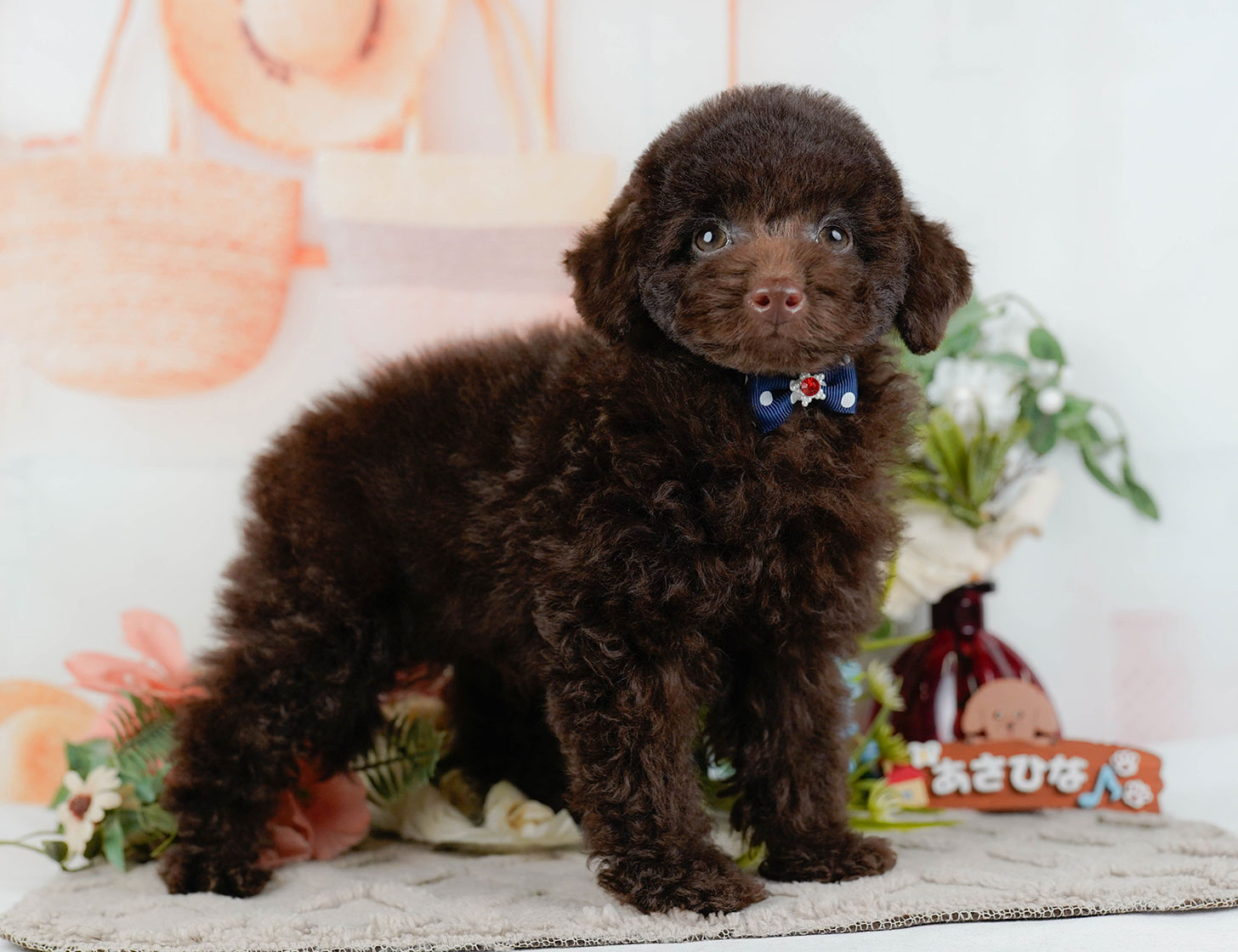 トイ・プードル | 男の子 | ブラウン | 2025年9月27日