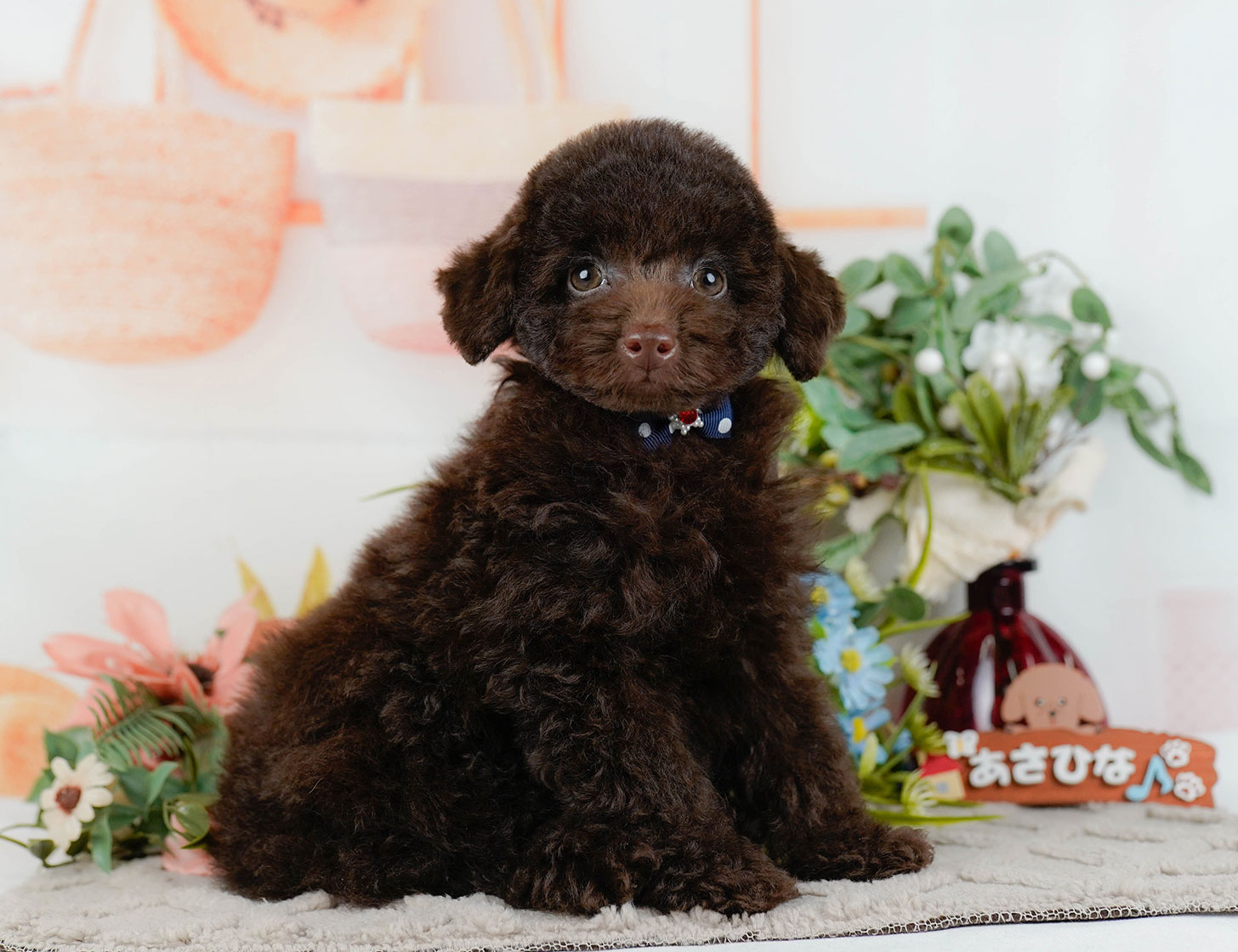 トイ・プードル | 男の子 | ブラウン | 2025年9月27日