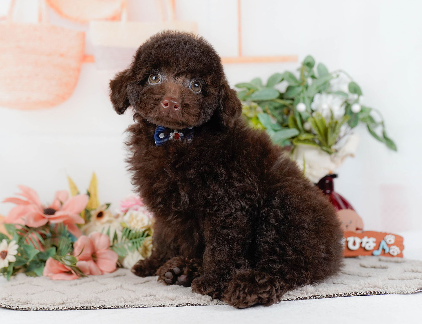 トイ・プードル | 男の子 | ブラウン | 2025年9月27日