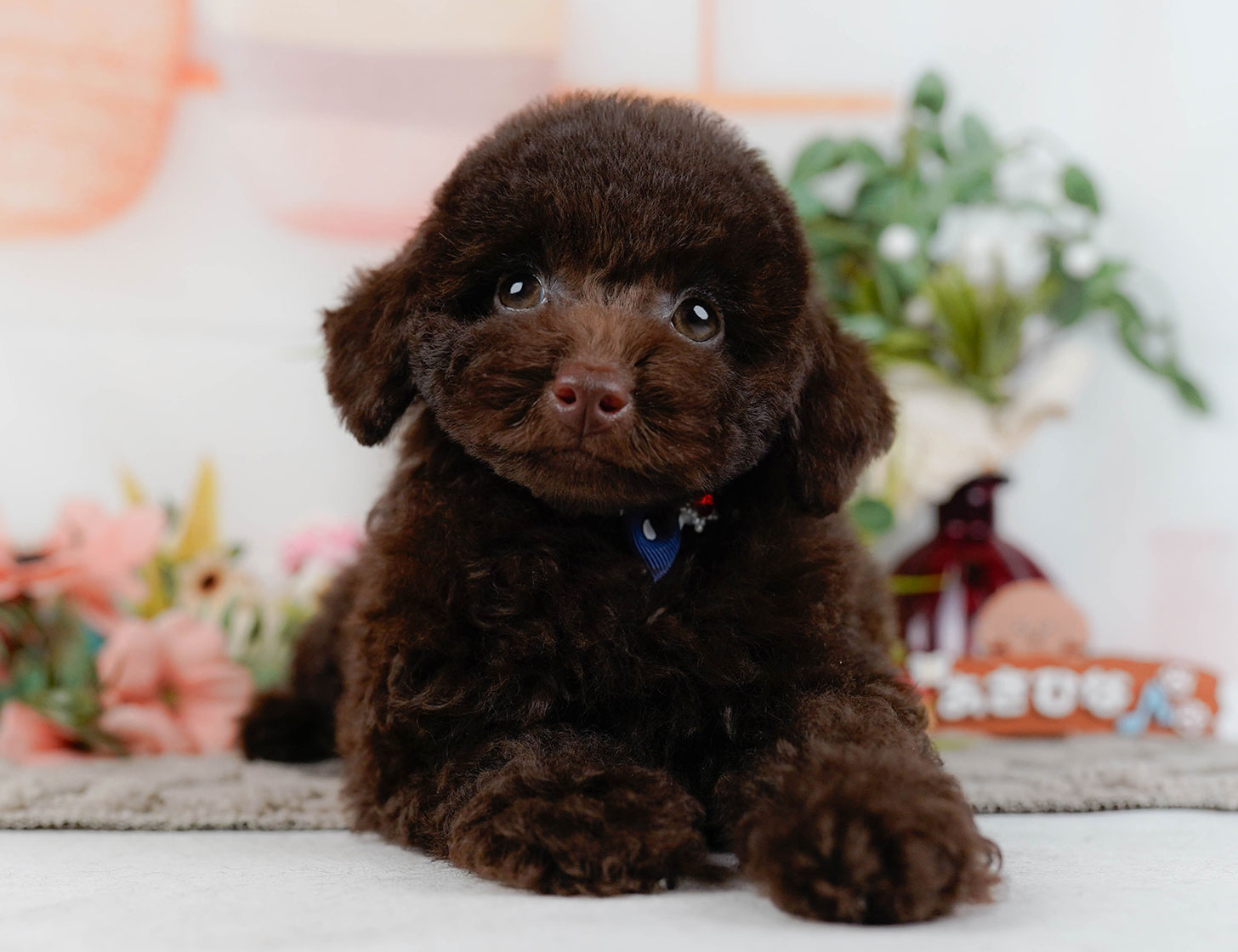 トイ・プードル | 男の子 | ブラウン | 2025年9月27日