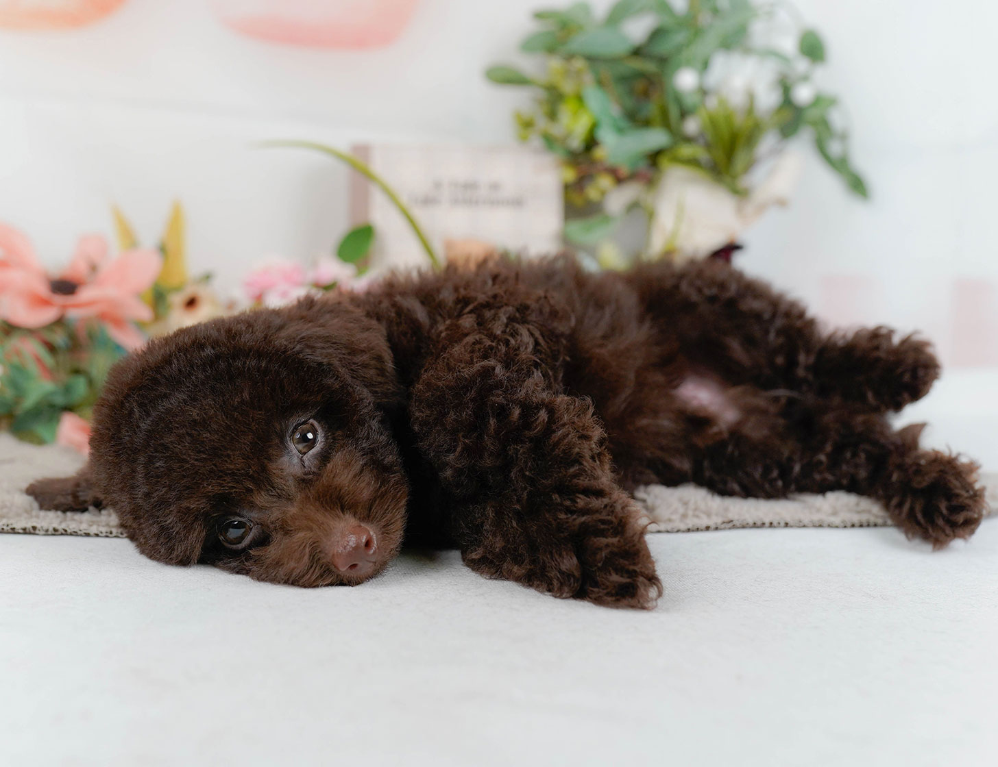 トイ・プードル | 男の子 | ブラウン | 2025年9月27日