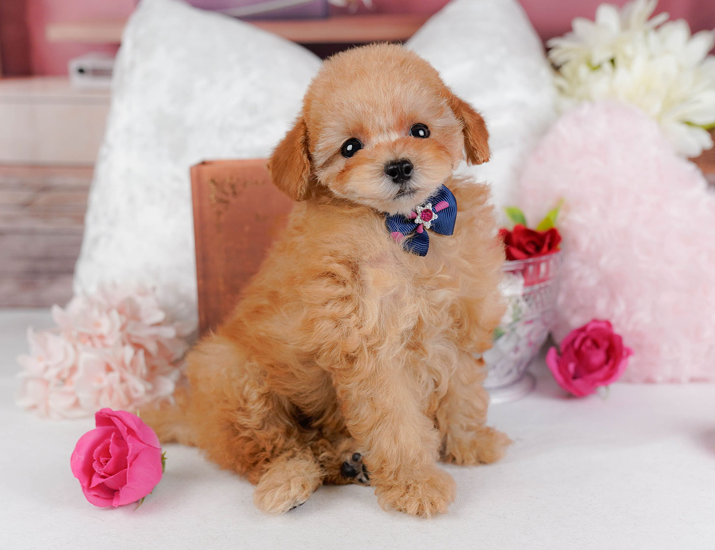 タイニー・プードル | 女の子 | アプリコット | 2025年10月2日