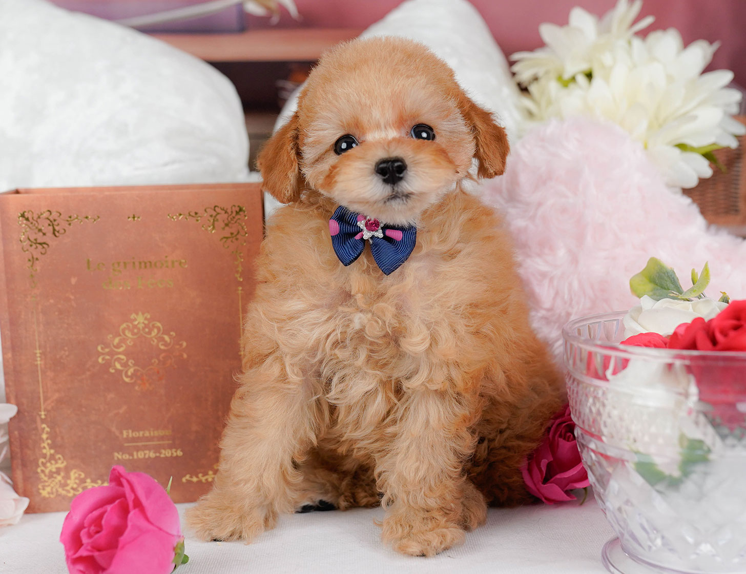 タイニー・プードル | 女の子 | アプリコット | 2025年10月2日