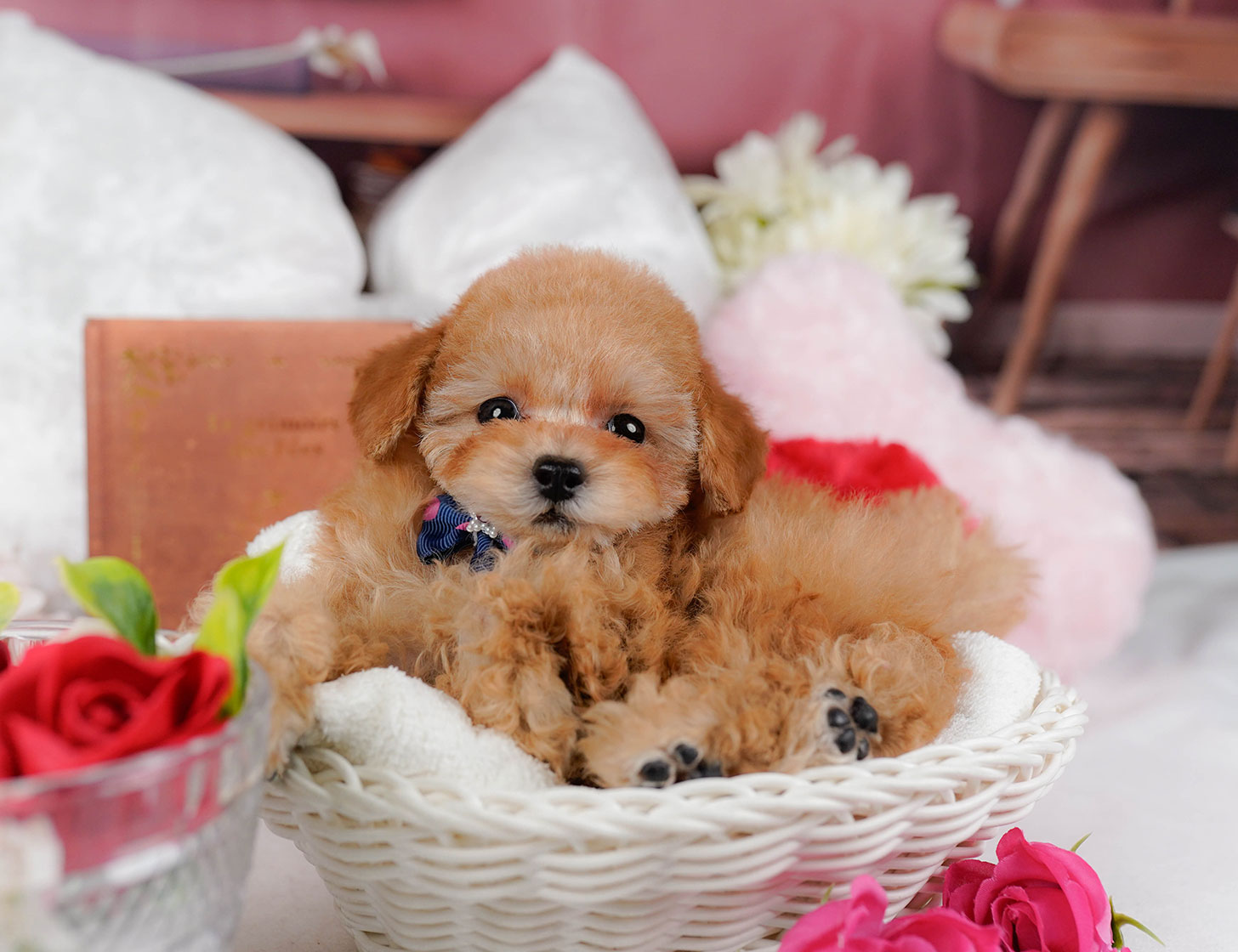 タイニー・プードル | 女の子 | アプリコット | 2025年10月2日