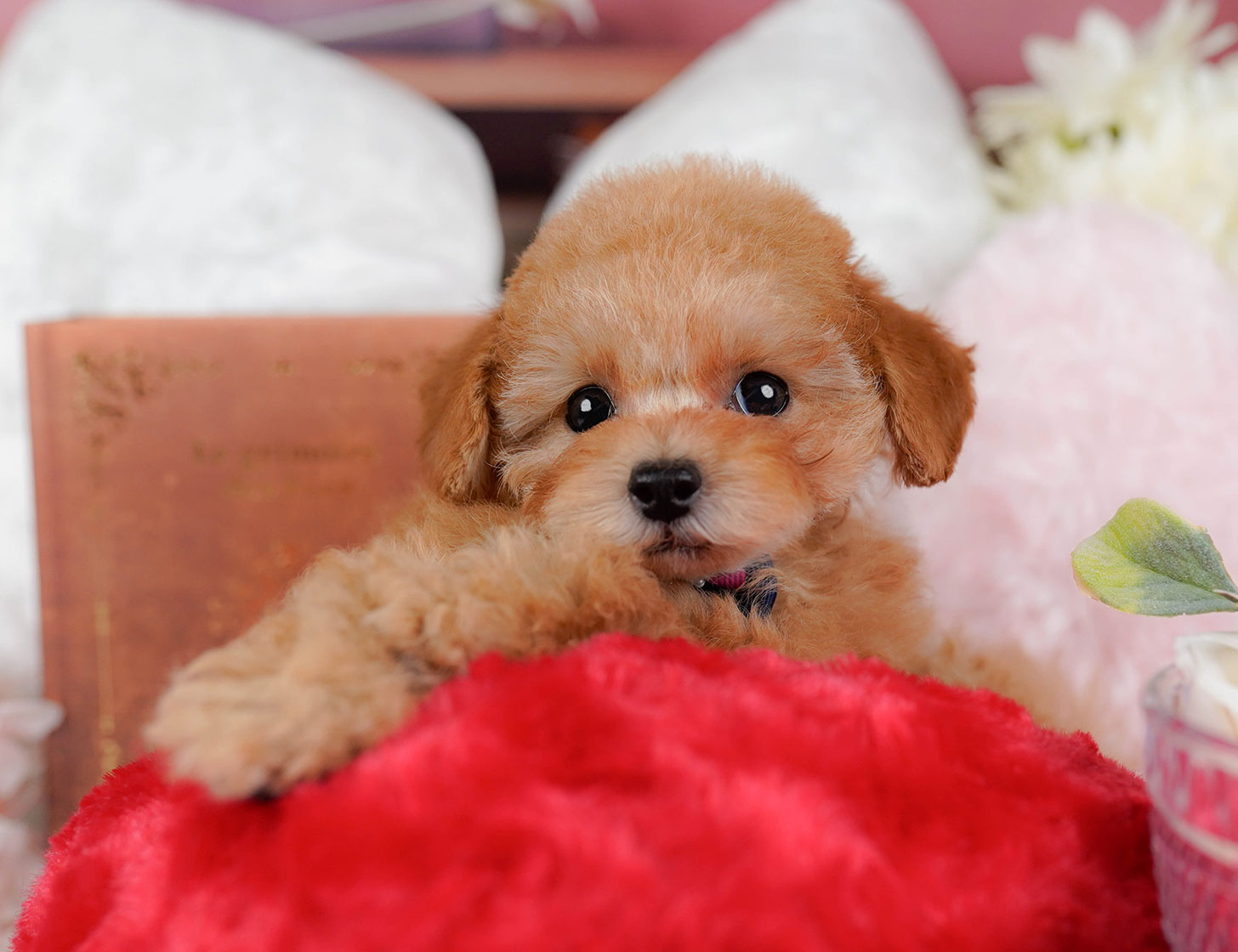 タイニー・プードル | 女の子 | アプリコット | 2025年10月2日