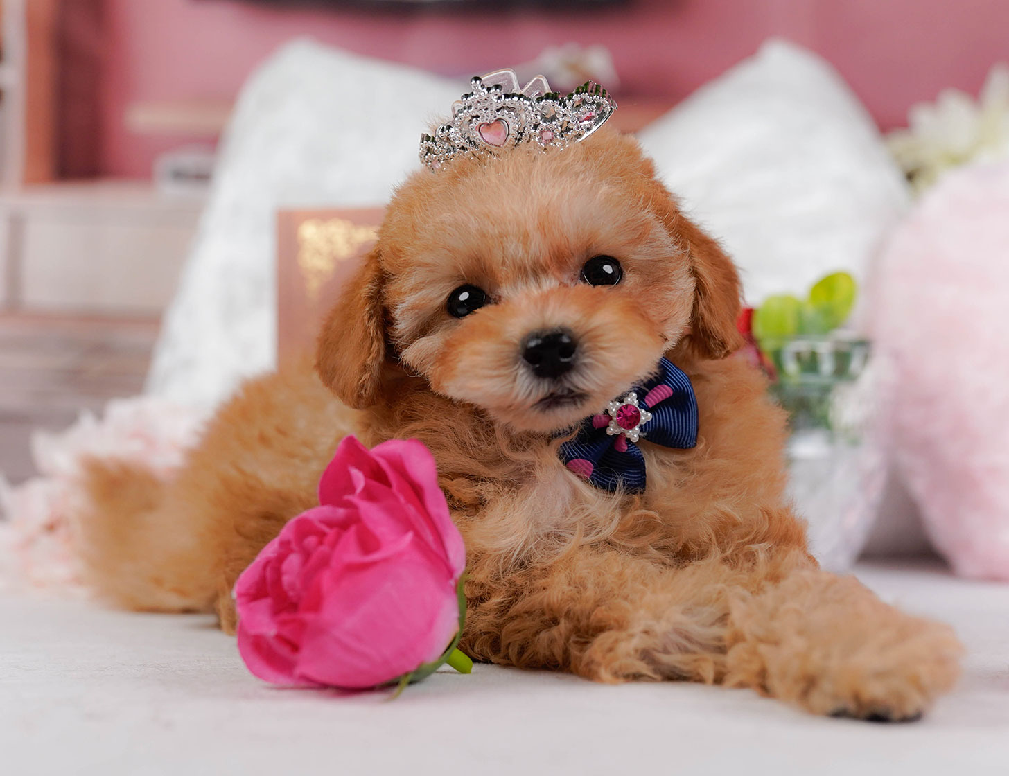 タイニー・プードル | 女の子 | アプリコット | 2025年10月2日