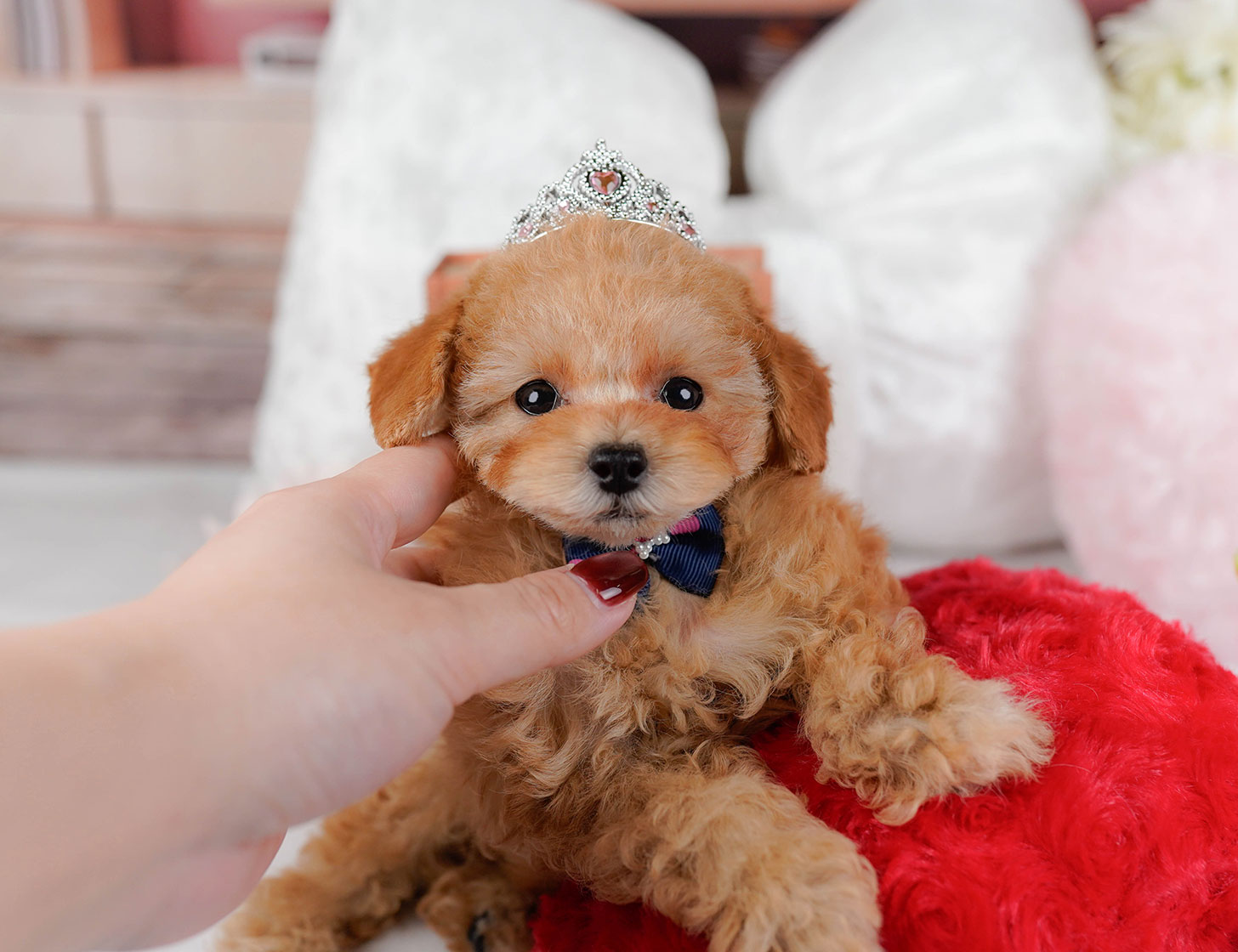 タイニー・プードル | 女の子 | アプリコット | 2025年10月2日