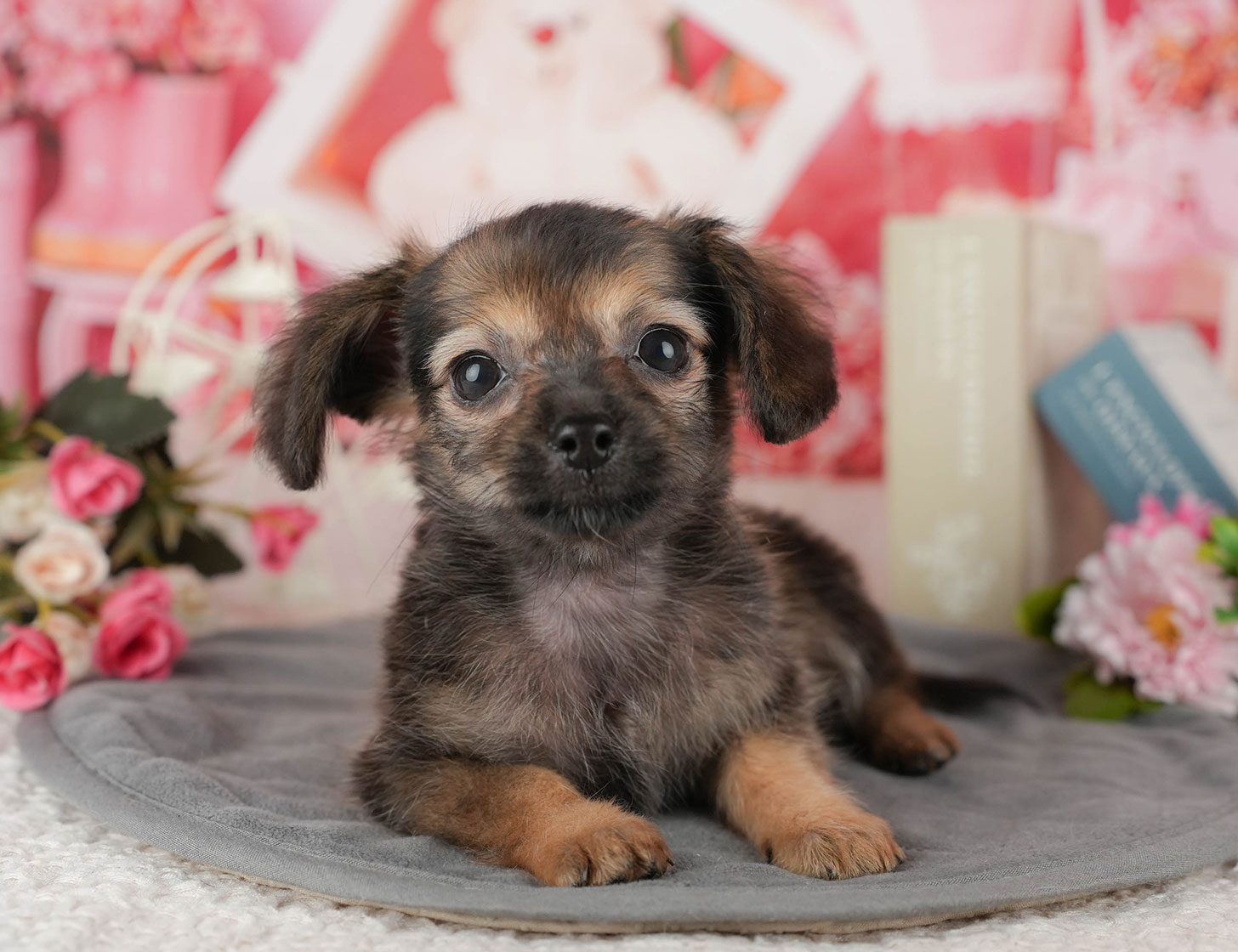 チワックス | 女の子 | シェーデッドレッド | 2025年10月3日