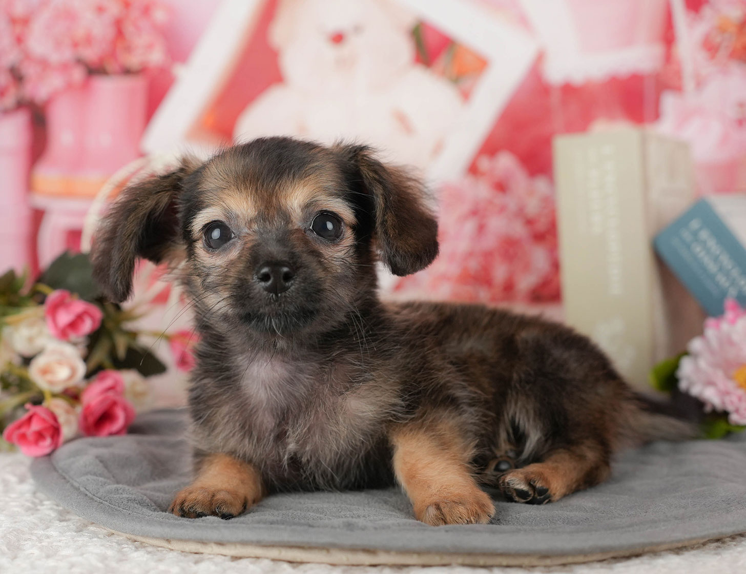 チワックス | 女の子 | シェーデッドレッド | 2025年10月3日