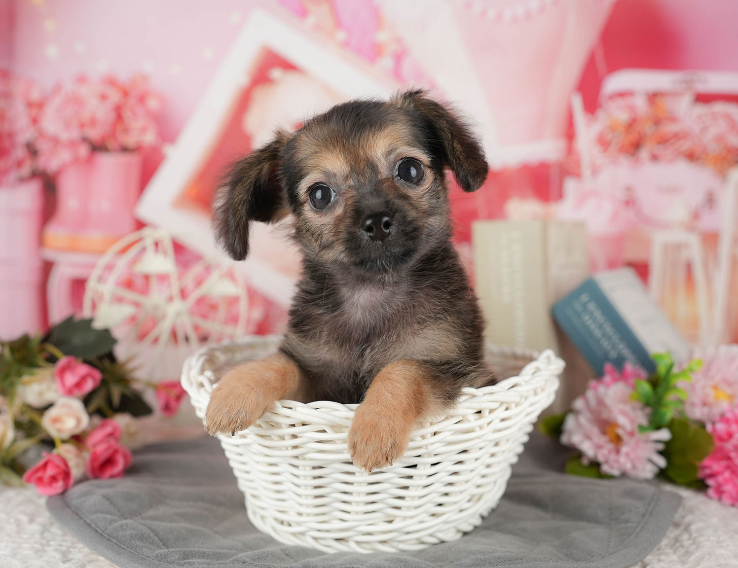 チワックス | 女の子 | シェーデッドレッド | 2025年10月3日