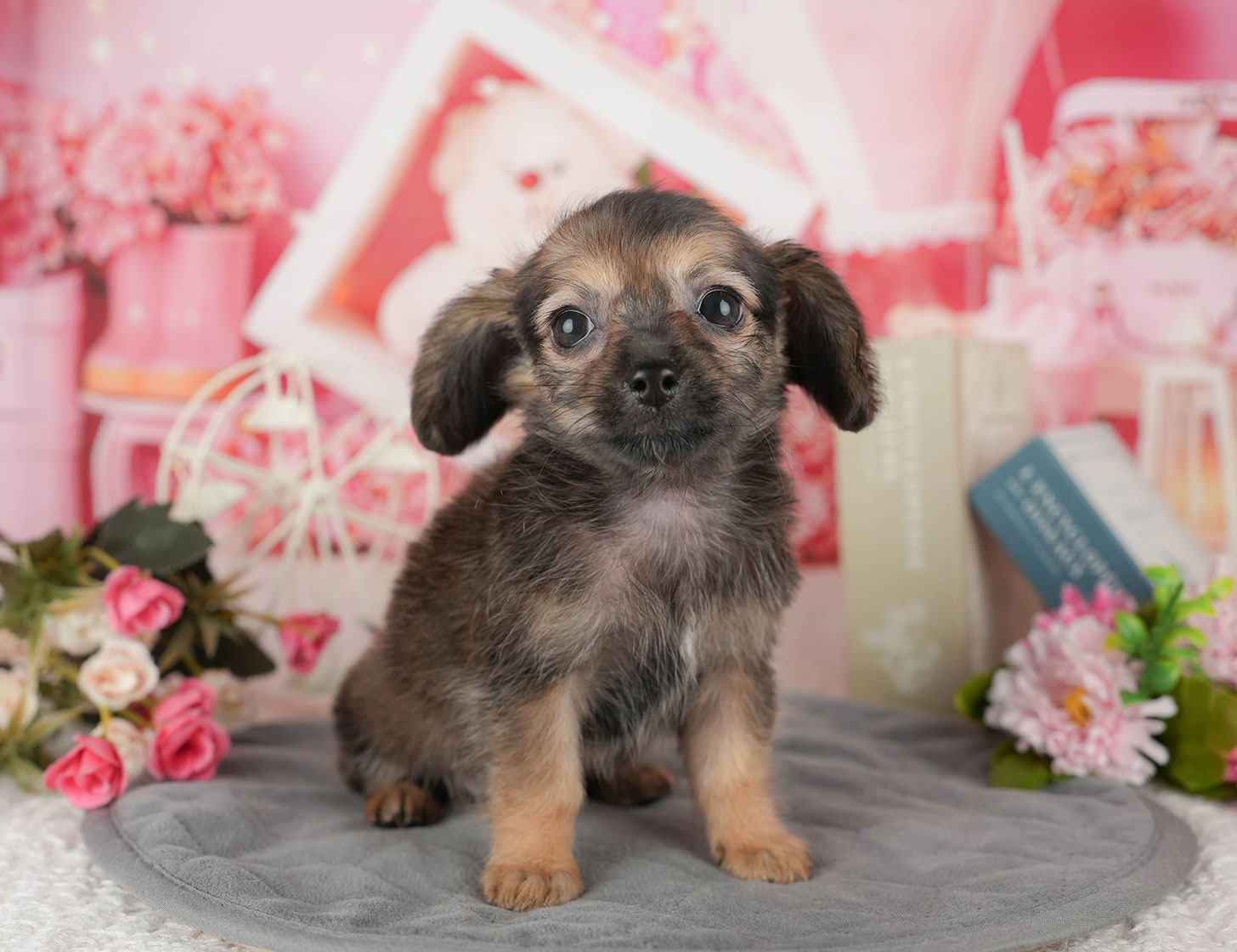 チワックス | 女の子 | シェーデッドレッド | 2025年10月3日