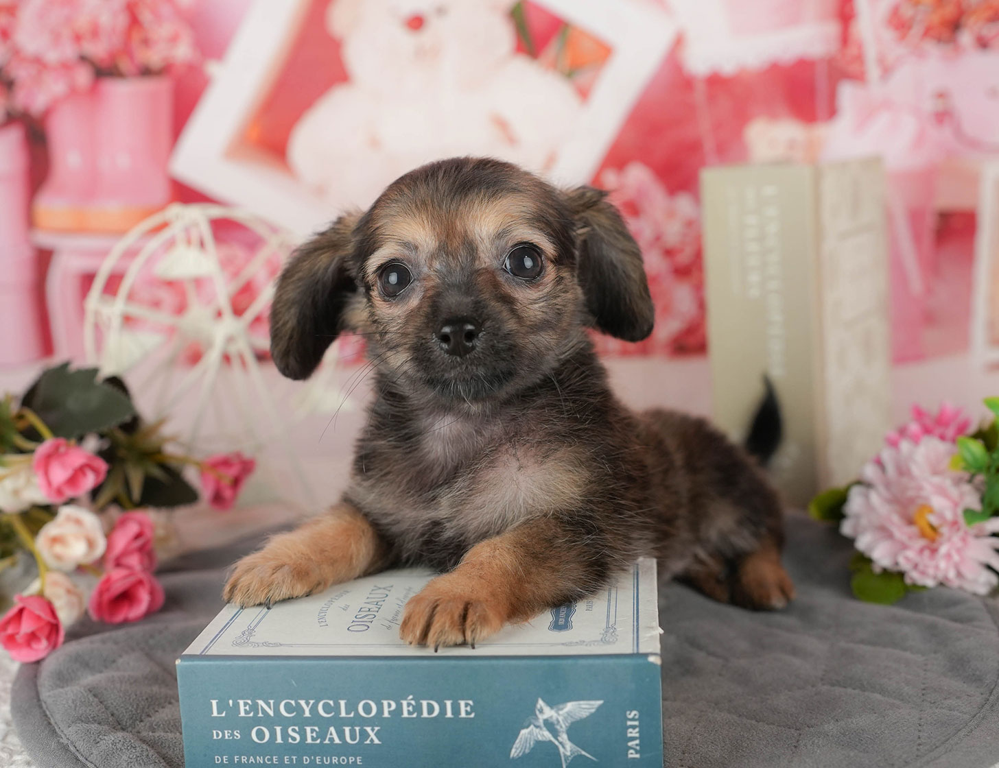 チワックス | 女の子 | シェーデッドレッド | 2025年10月3日