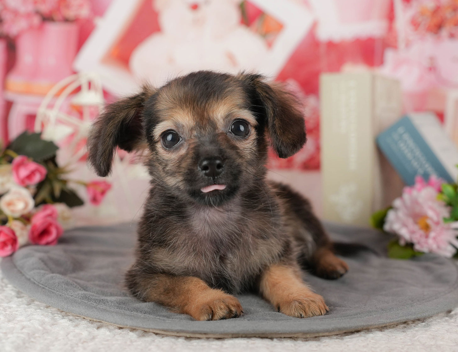 チワックス | 女の子 | シェーデッドレッド | 2025年10月3日