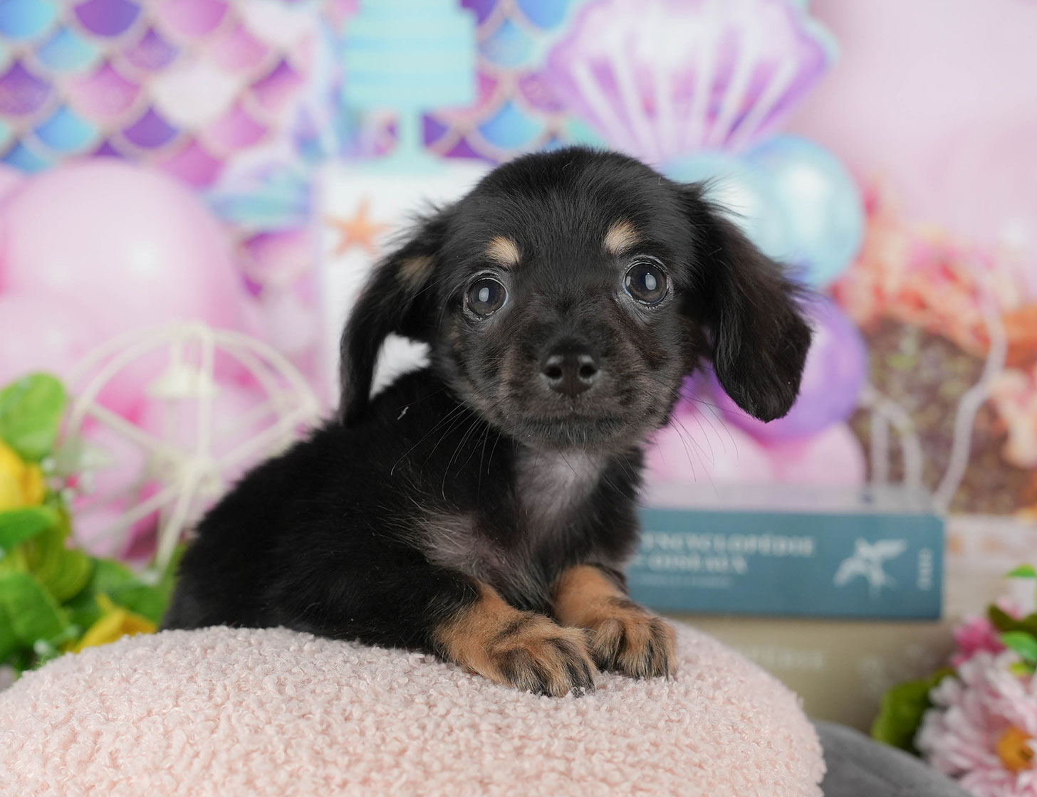 チワックス | 女の子 | ブラック&タン | 2025年10月3日