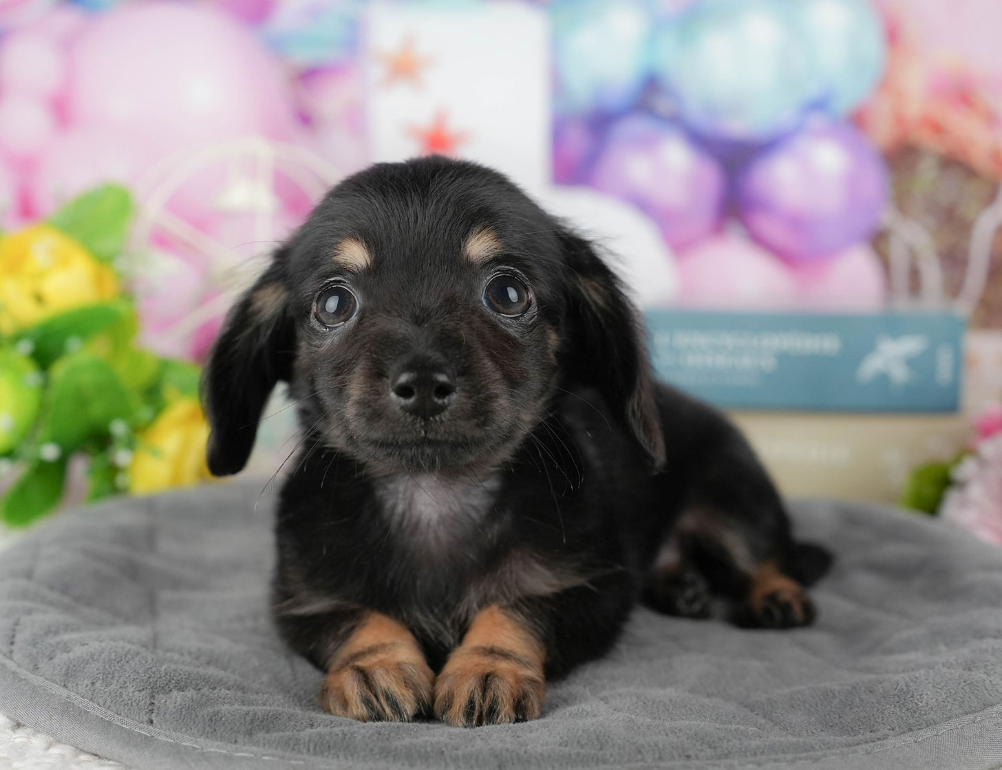 チワックス | 女の子 | ブラック&タン | 2025年10月3日