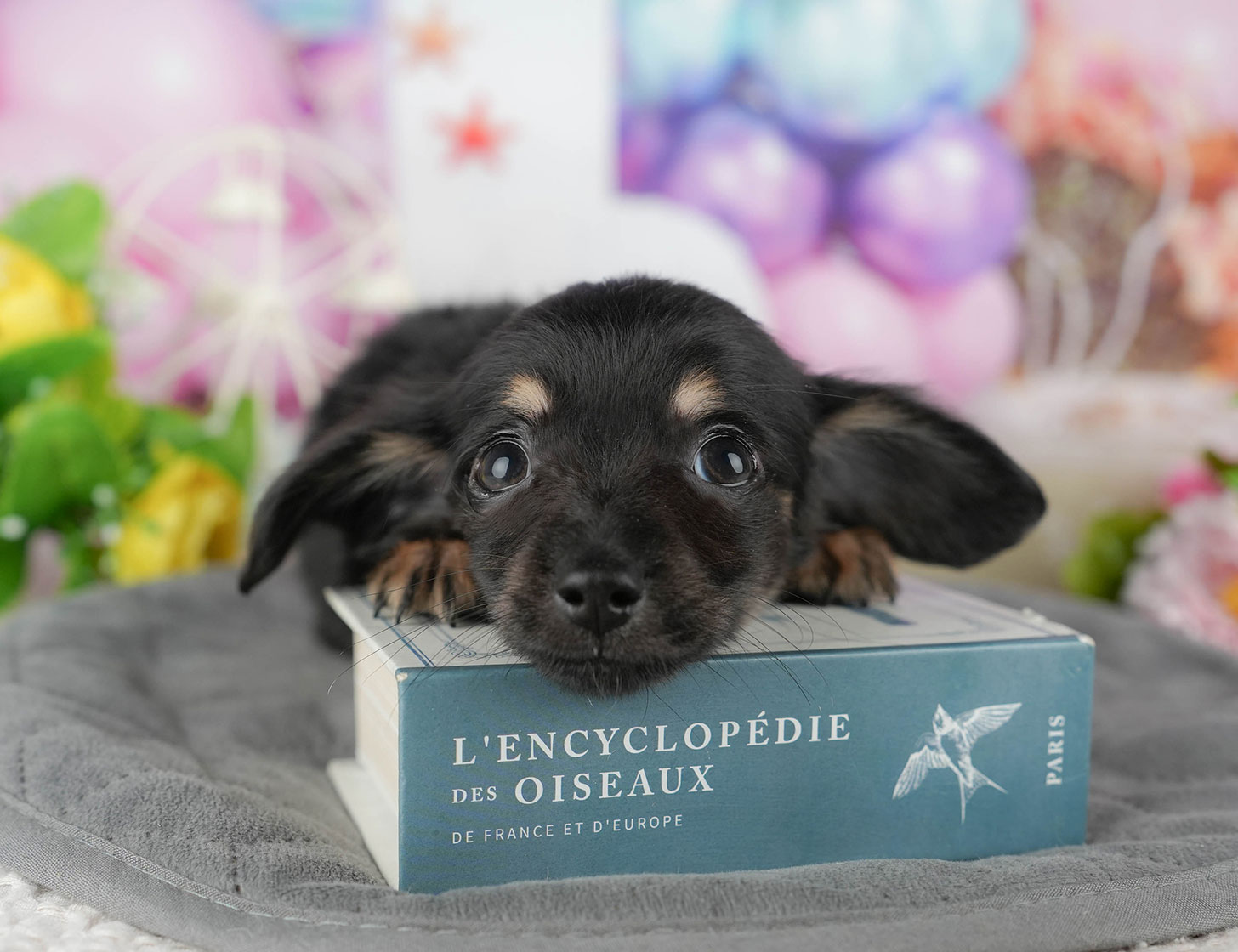 チワックス | 女の子 | ブラック&タン | 2025年10月3日