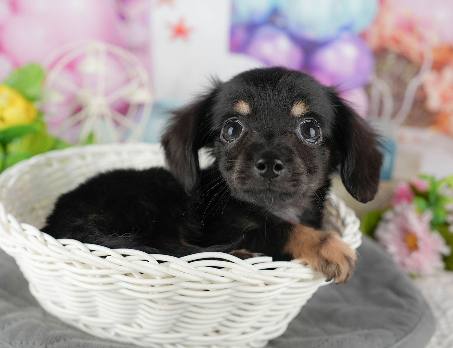 チワックス | 女の子 | ブラック&タン | 2025年10月3日