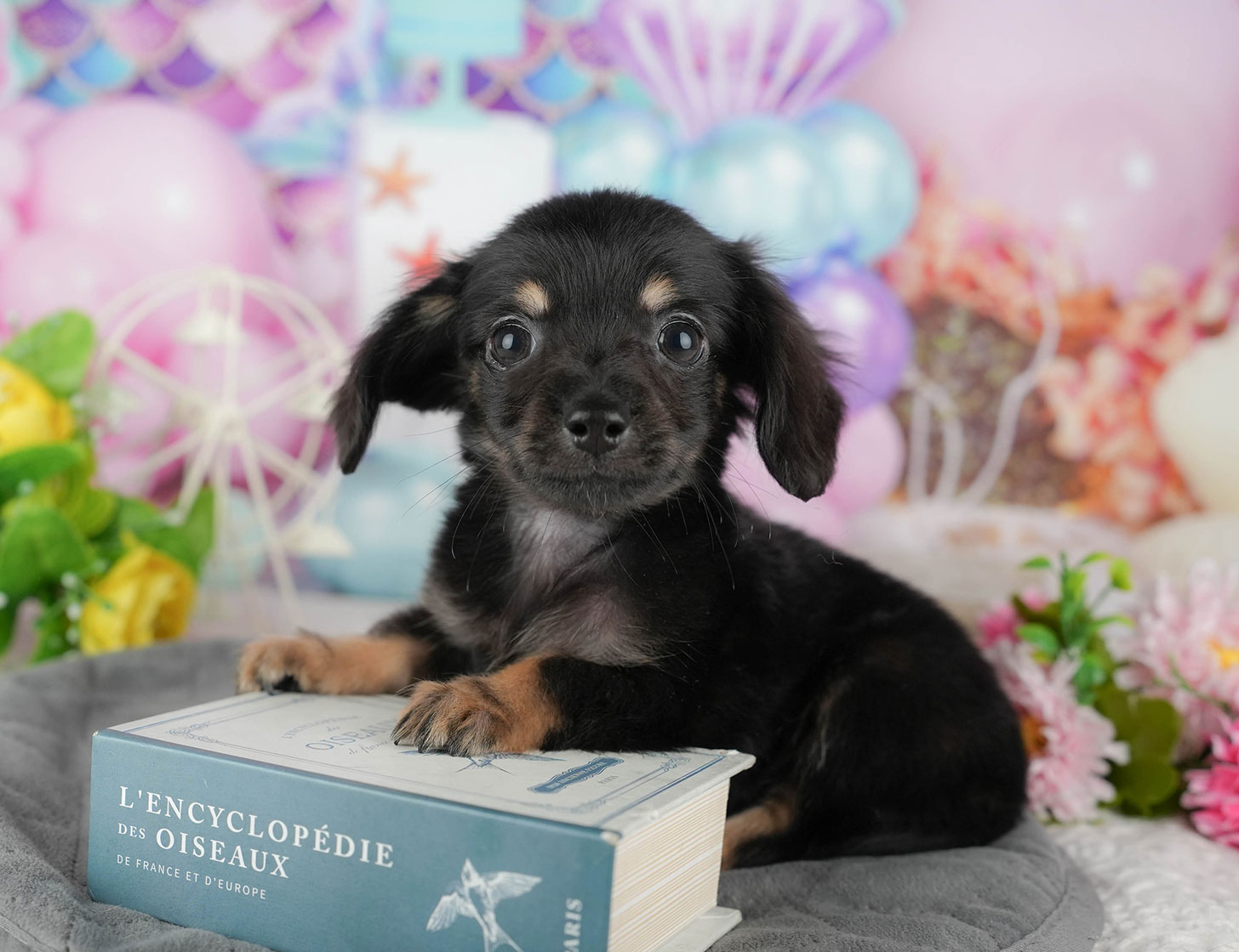 チワックス | 女の子 | ブラック&タン | 2025年10月3日