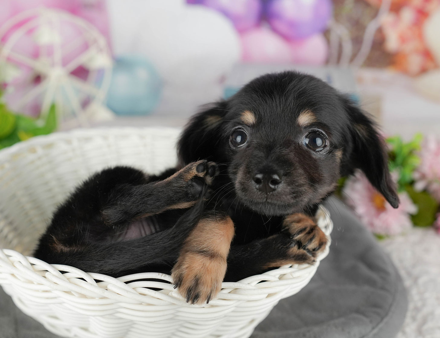 チワックス | 女の子 | ブラック&タン | 2025年10月3日