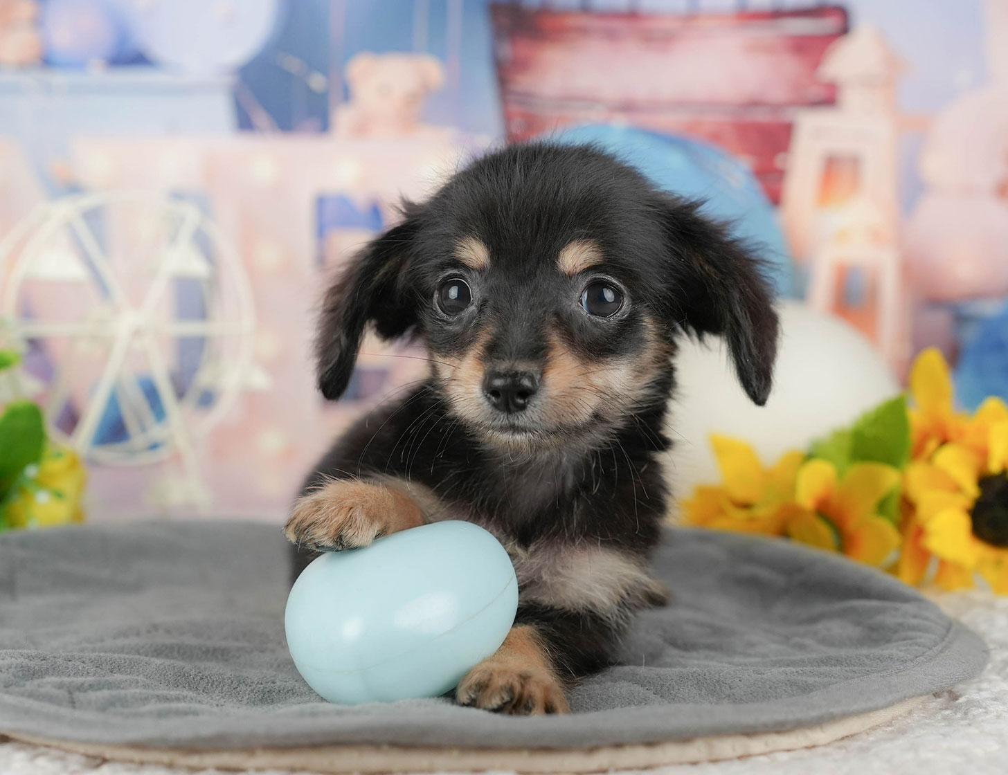 チワックス | 女の子 | ブラック&タン | 2025年10月3日