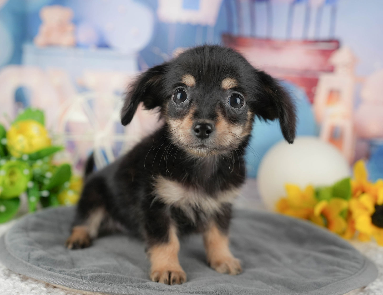 チワックス | 女の子 | ブラック＆タン | 2025年10月3日