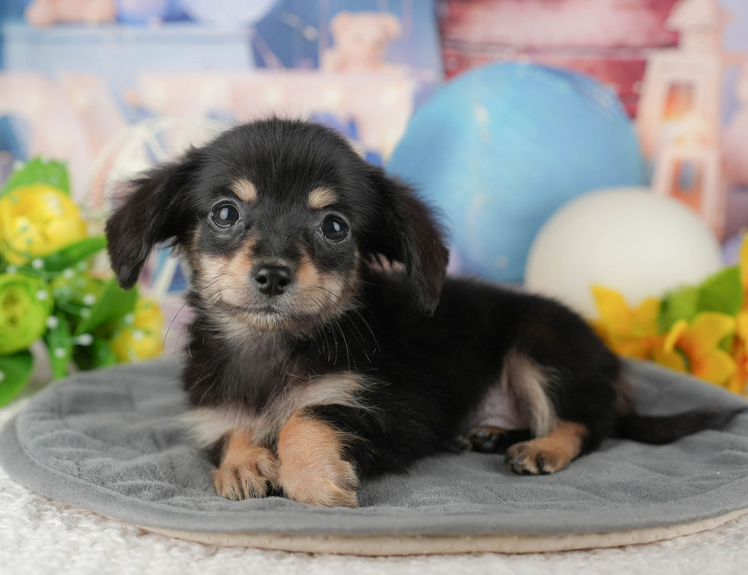 チワックス | 女の子 | ブラック＆タン | 2025年10月3日