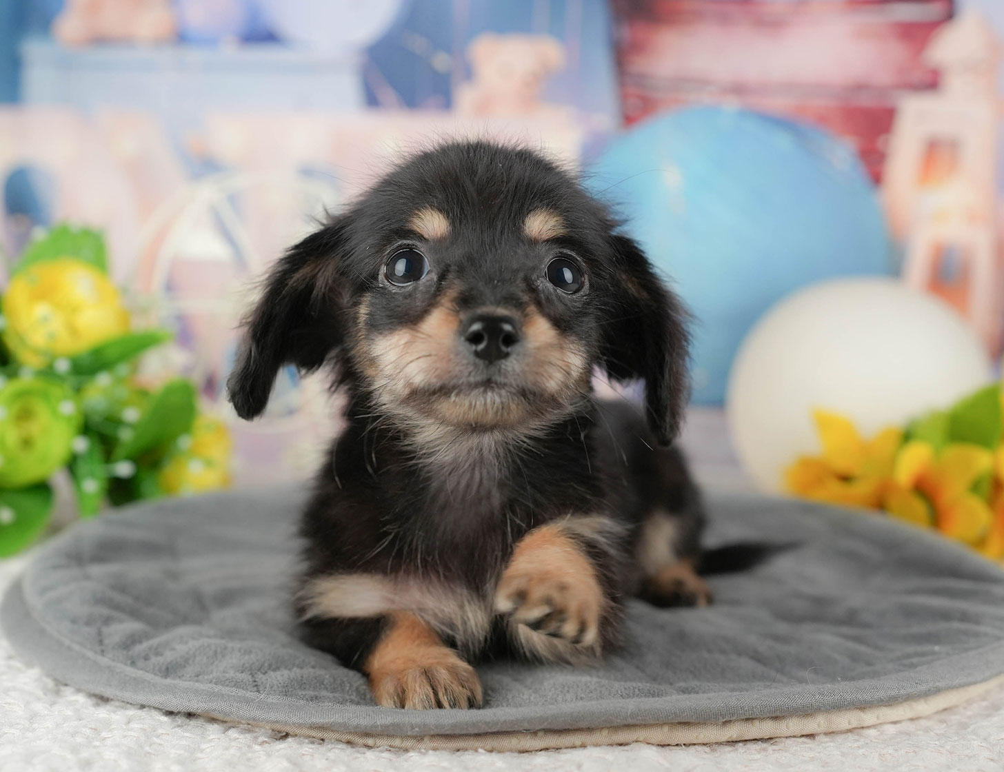 チワックス | 女の子 | ブラック＆タン | 2025年10月3日