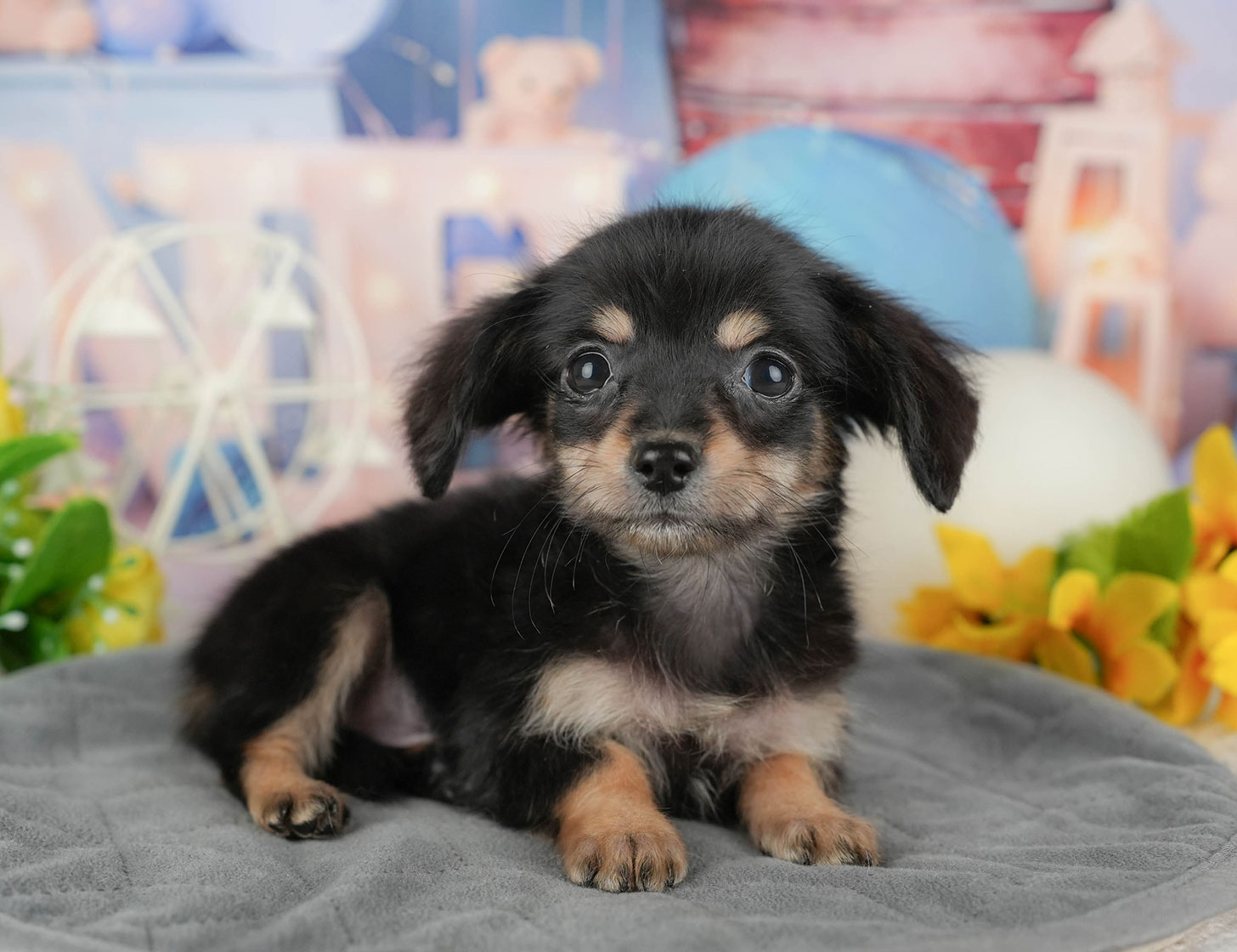 チワックス | 女の子 | ブラック＆タン | 2025年10月3日