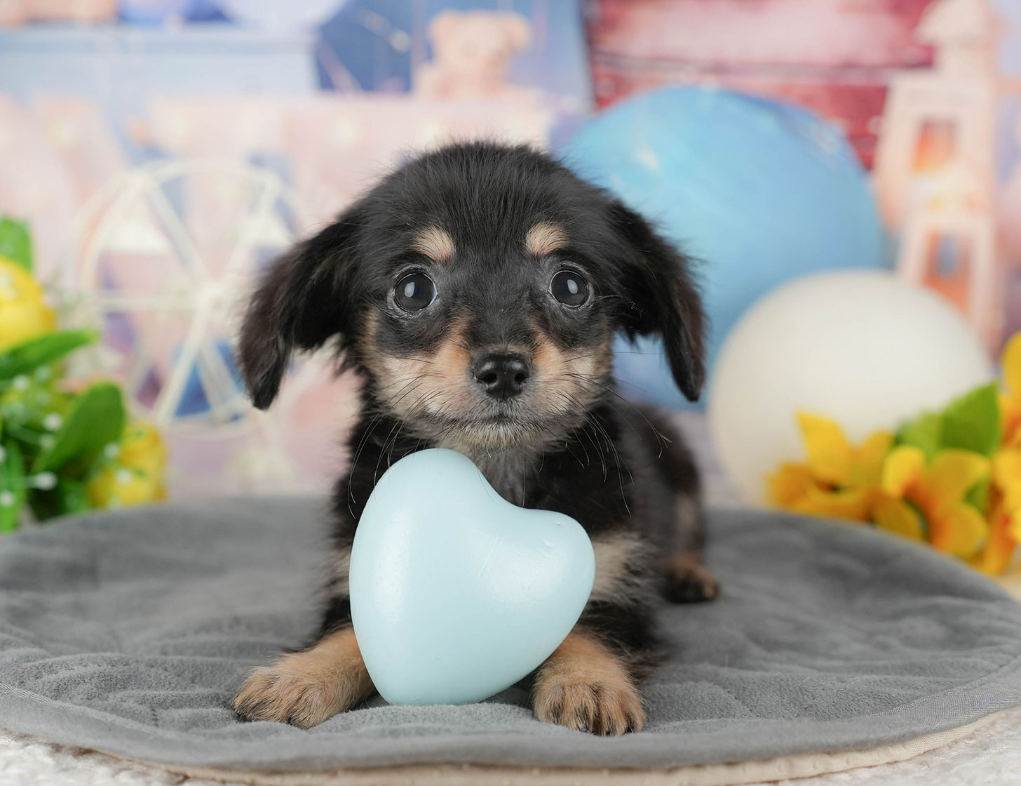 チワックス | 女の子 | ブラック＆タン | 2025年10月3日