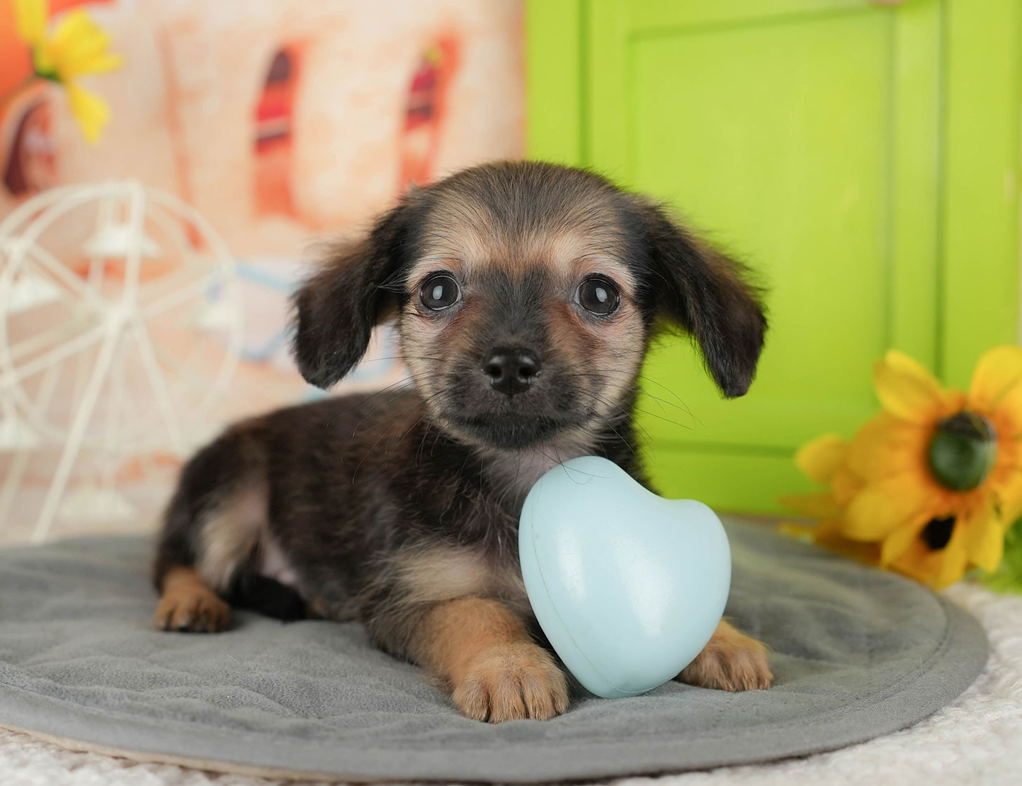 チワックス | 女の子 | シェーデッドレッド | 2025年10月3日