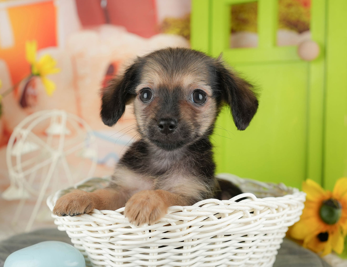 チワックス | 女の子 | シェーデッドレッド | 2025年10月3日